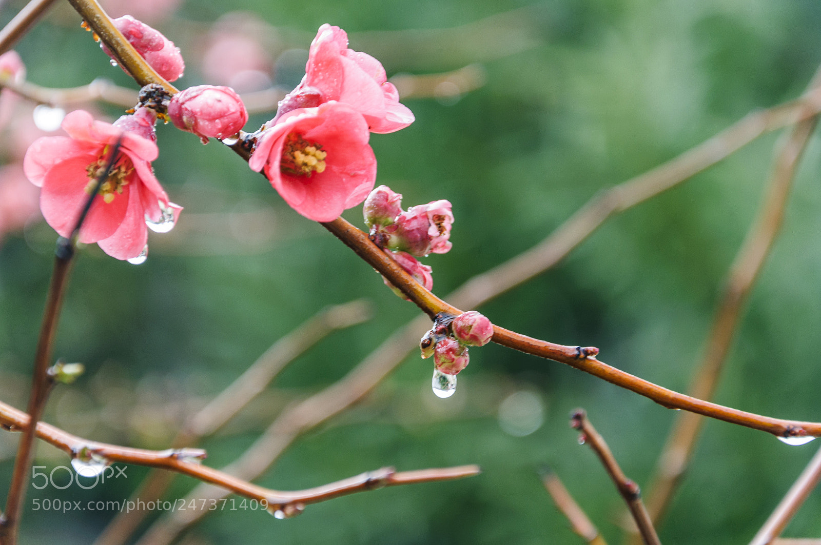Nikon D90 sample photo. Fleurs cognassier du japon photography