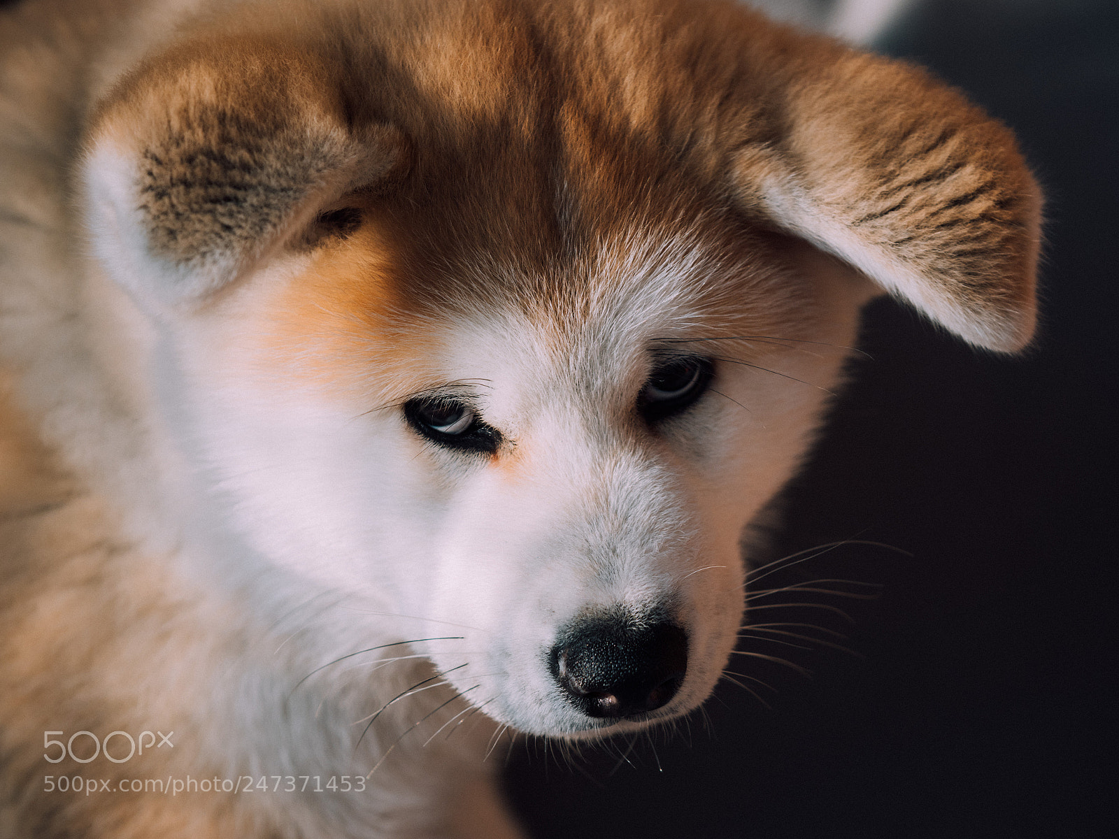 Olympus OM-D E-M1 Mark II sample photo. Little akita photography