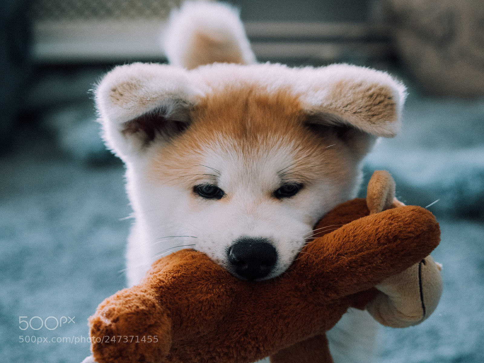 Olympus OM-D E-M1 Mark II sample photo. Little akita photography