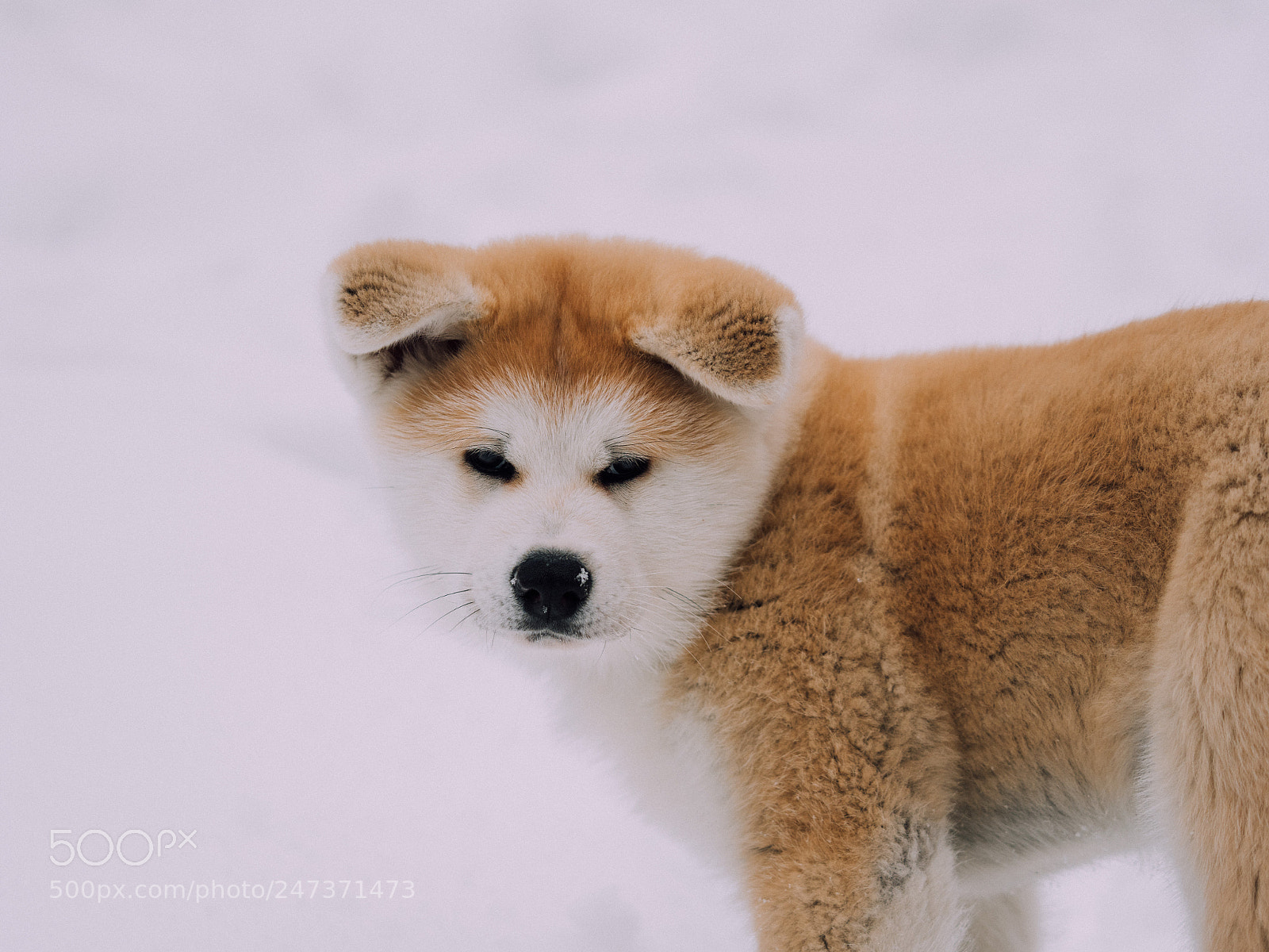 Olympus OM-D E-M1 Mark II sample photo. Little akita photography