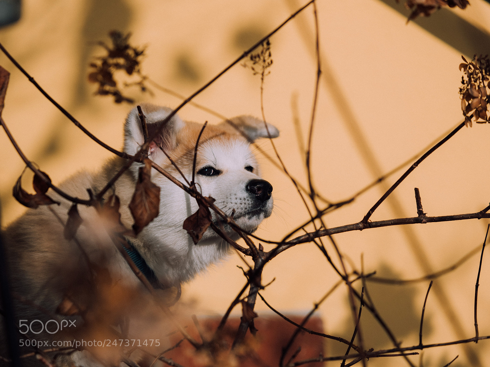 Olympus OM-D E-M1 Mark II sample photo. Little akita photography