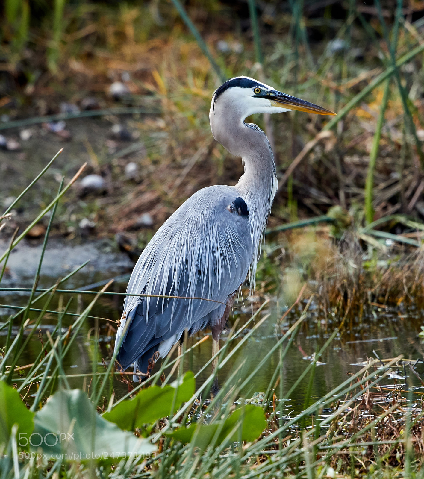 Canon EOS-1D X Mark II sample photo. 02-25-18-0005198.jpg photography