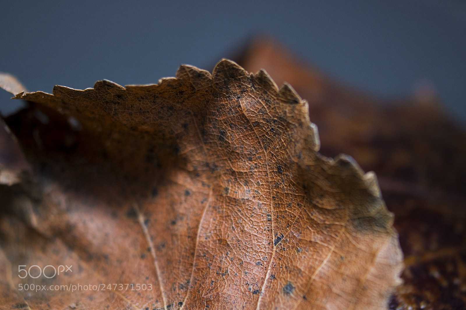 Canon EOS 750D (EOS Rebel T6i / EOS Kiss X8i) sample photo. Death leaf photography