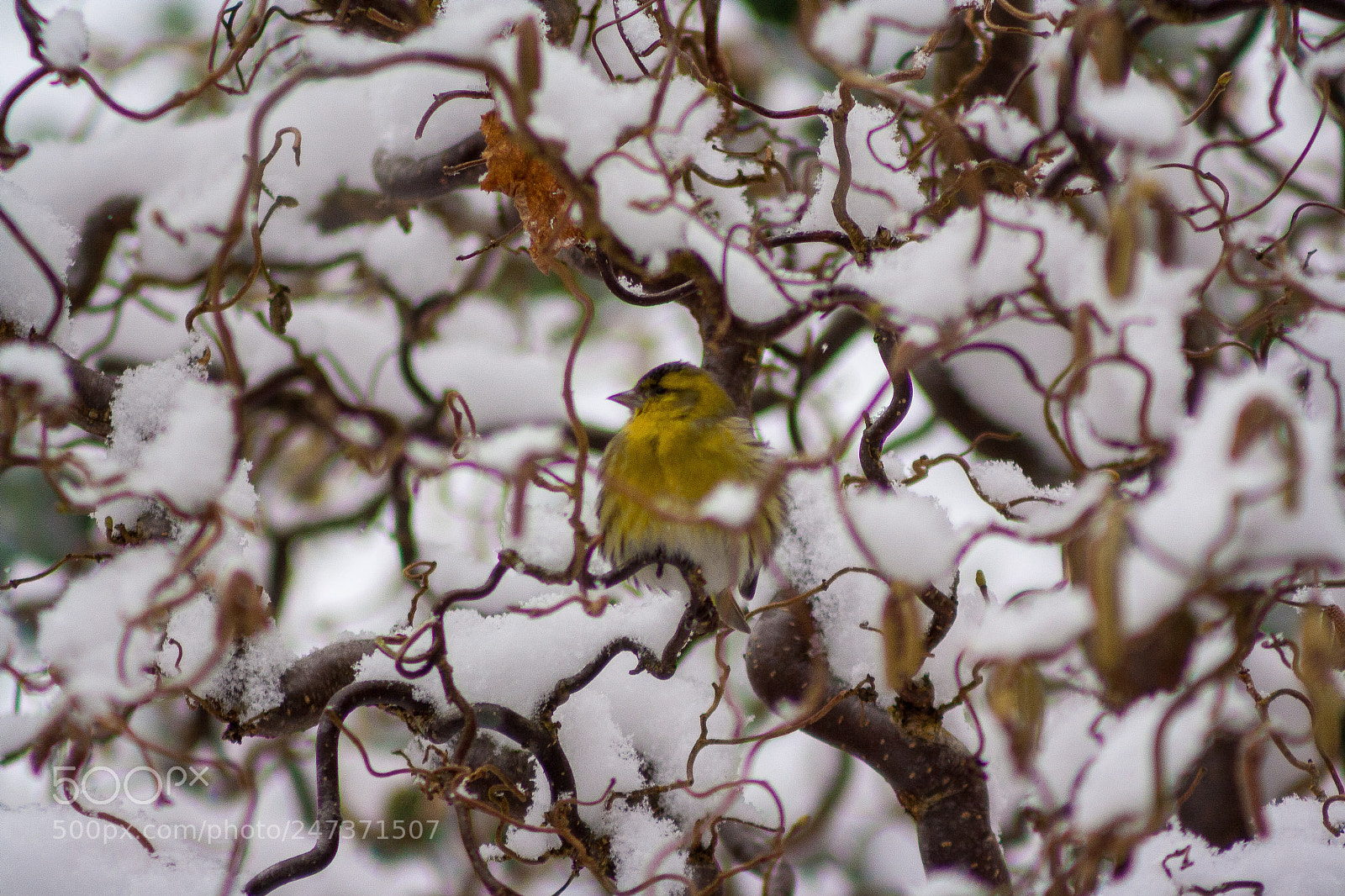 Canon EOS 1000D (EOS Digital Rebel XS / EOS Kiss F) sample photo. Little bird in the photography