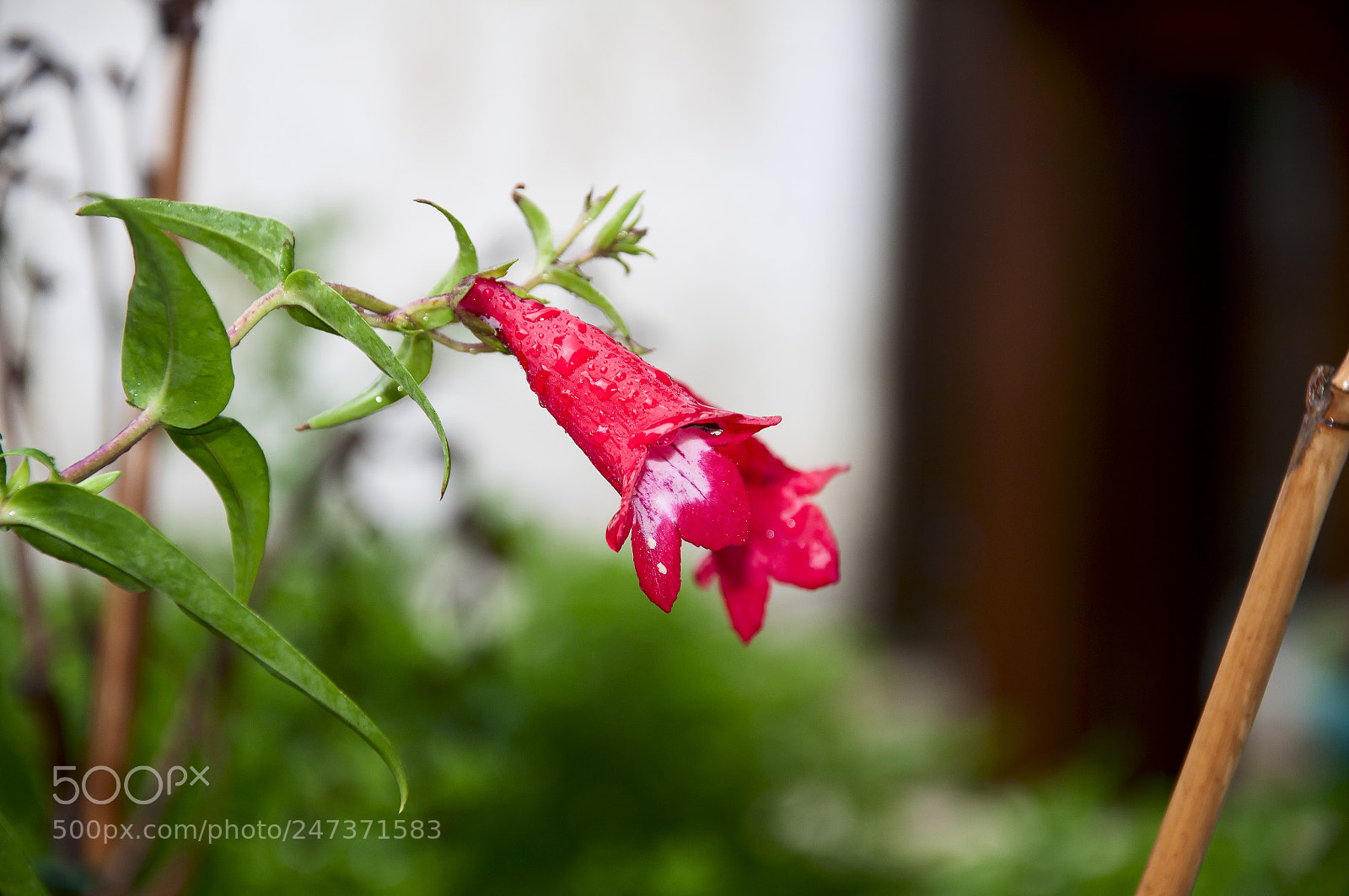 Nikon D90 sample photo. Fleurs de jardin modifiersans photography