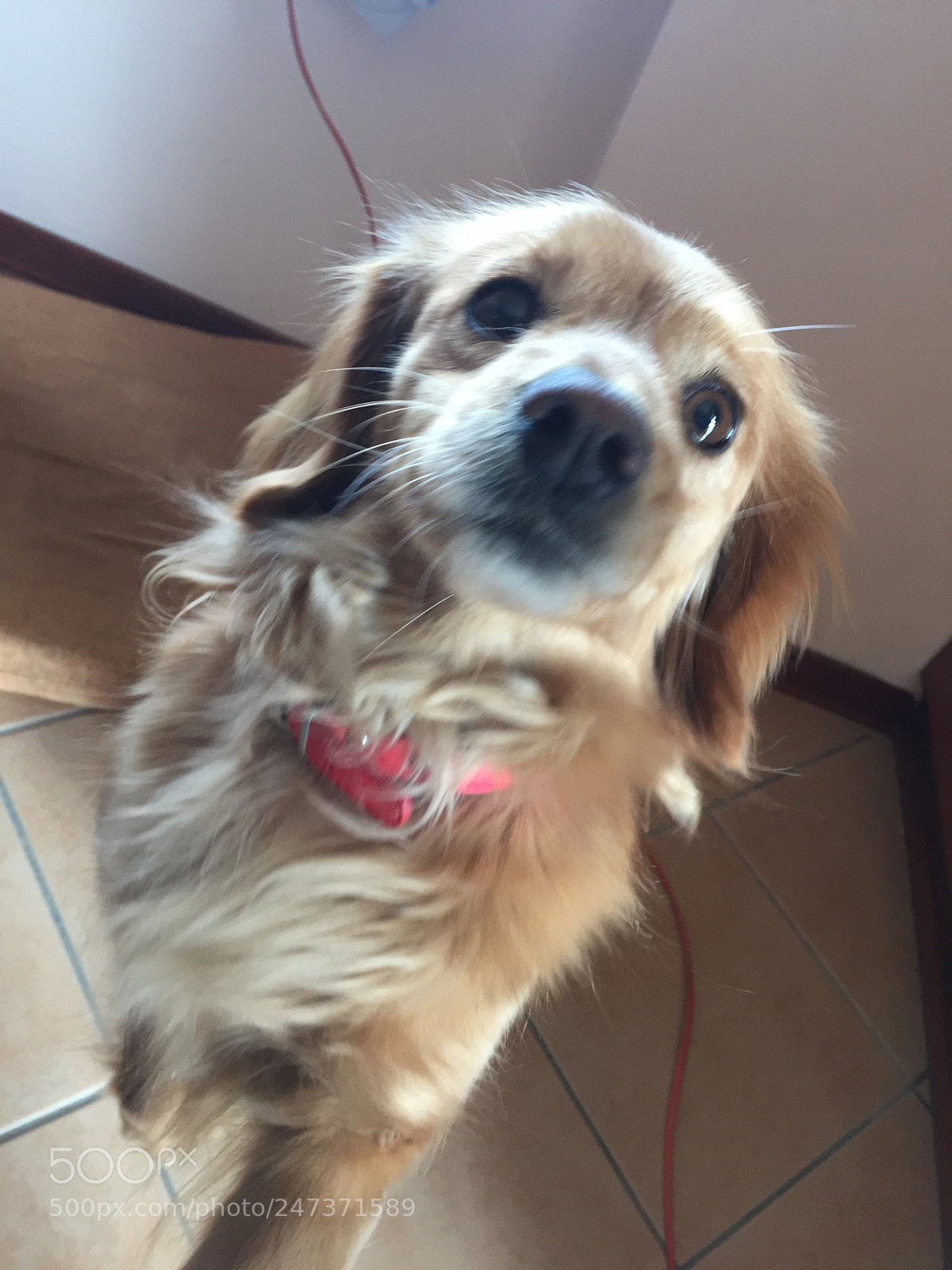 Apple iPhone 6 sample photo. #gin #mydog photography