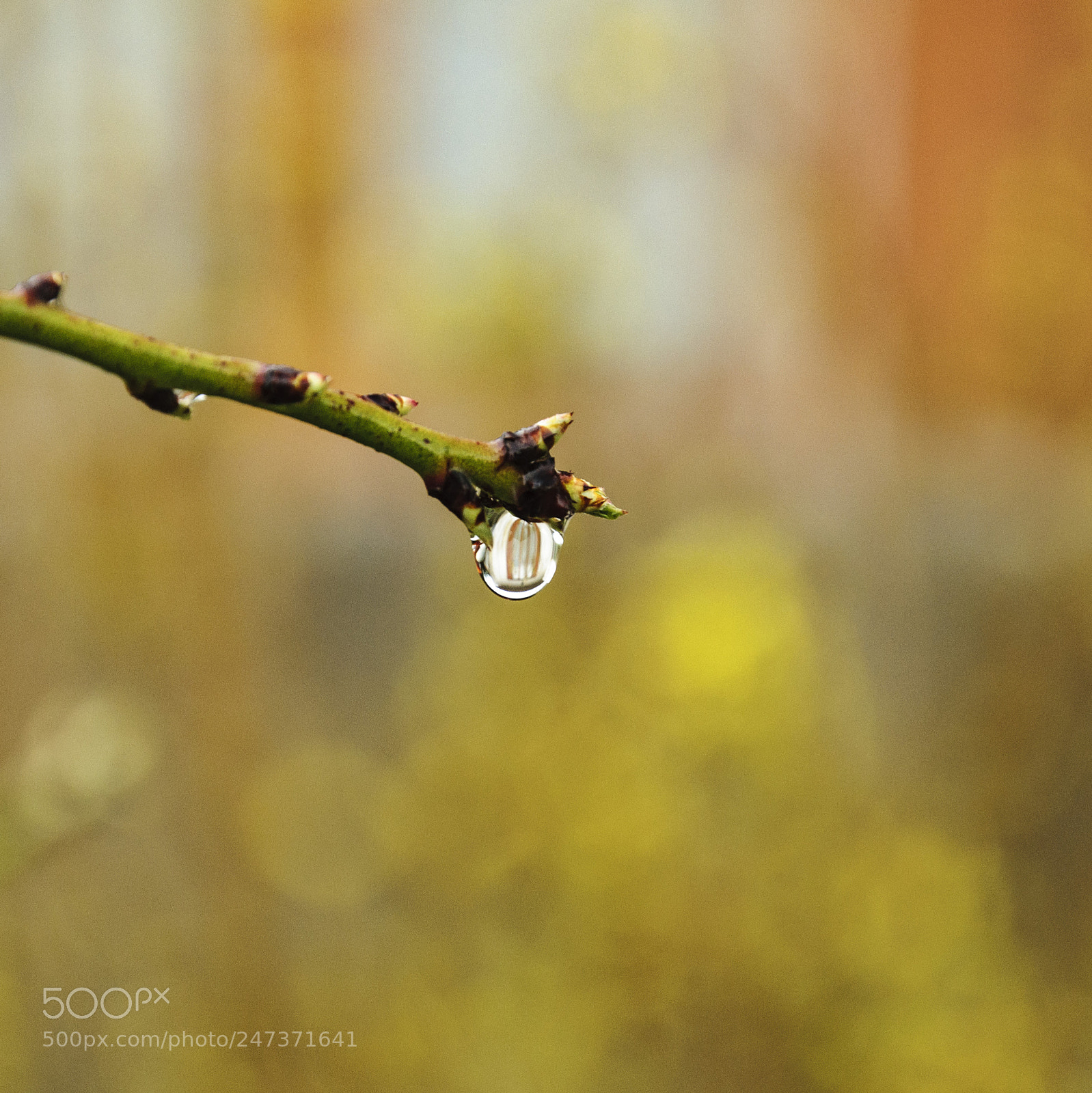 Nikon D90 sample photo. Goutte d'eau photography