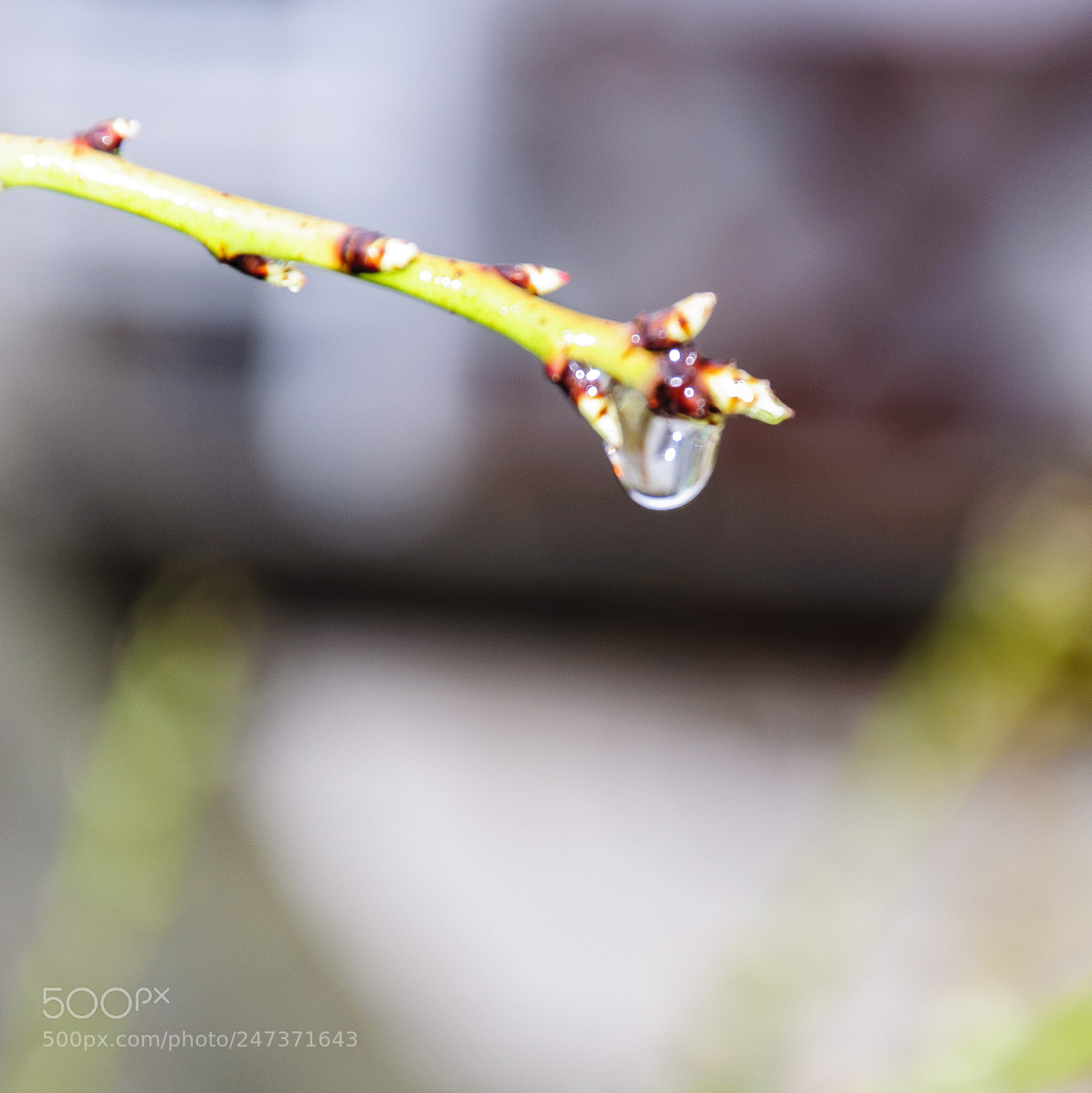 Nikon D90 sample photo. Goutte d'eau photography