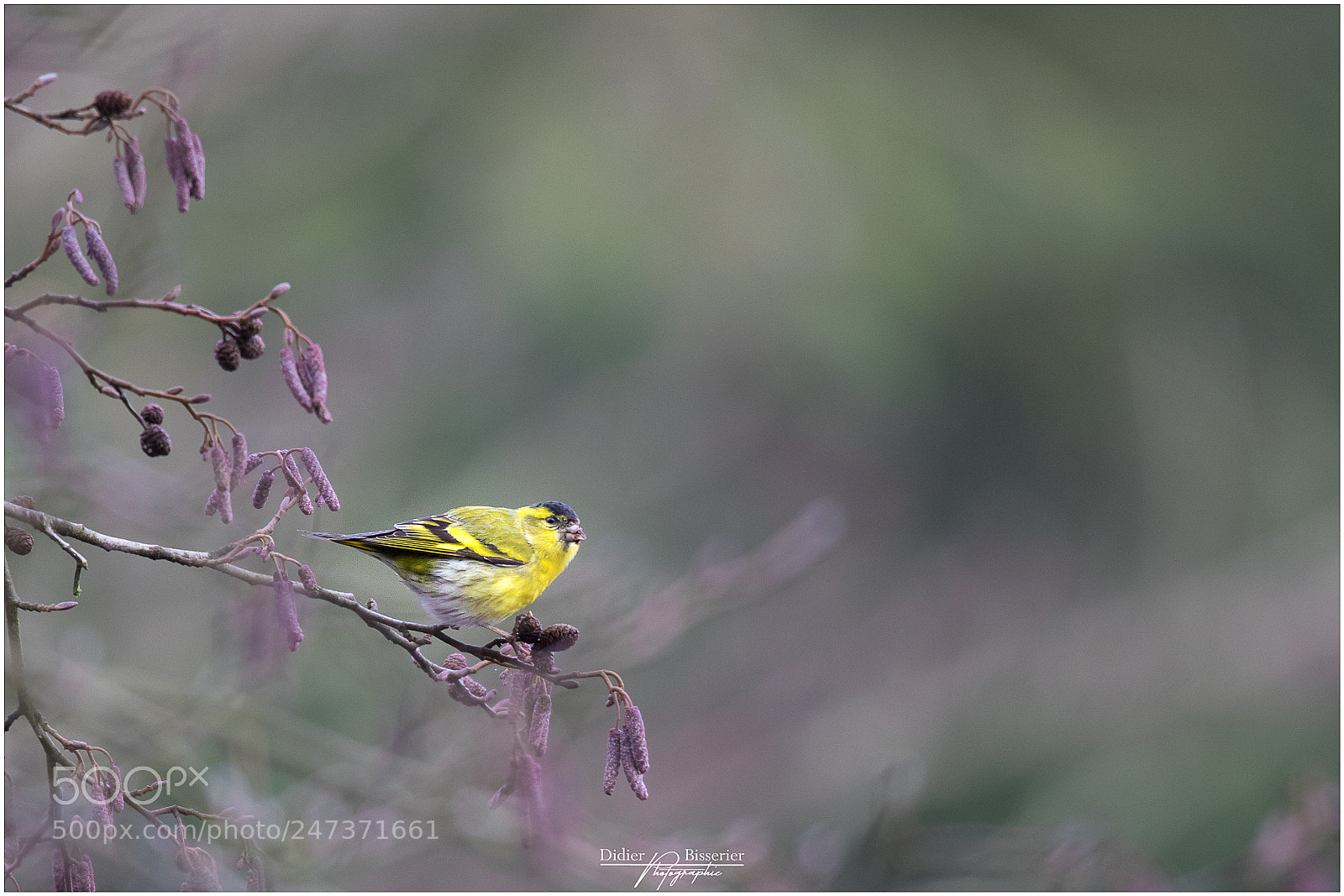Canon EOS 7D Mark II sample photo. Eurasian siskin photography
