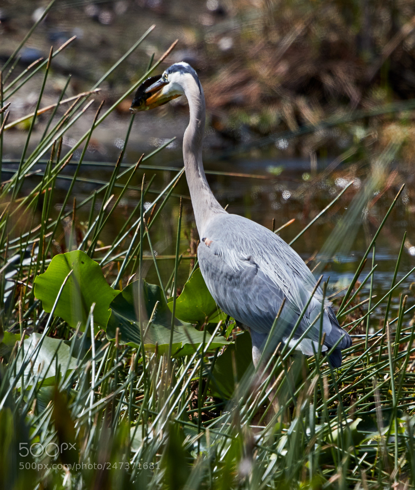 Canon EOS-1D X Mark II sample photo. 02-25-18-0005204.jpg photography