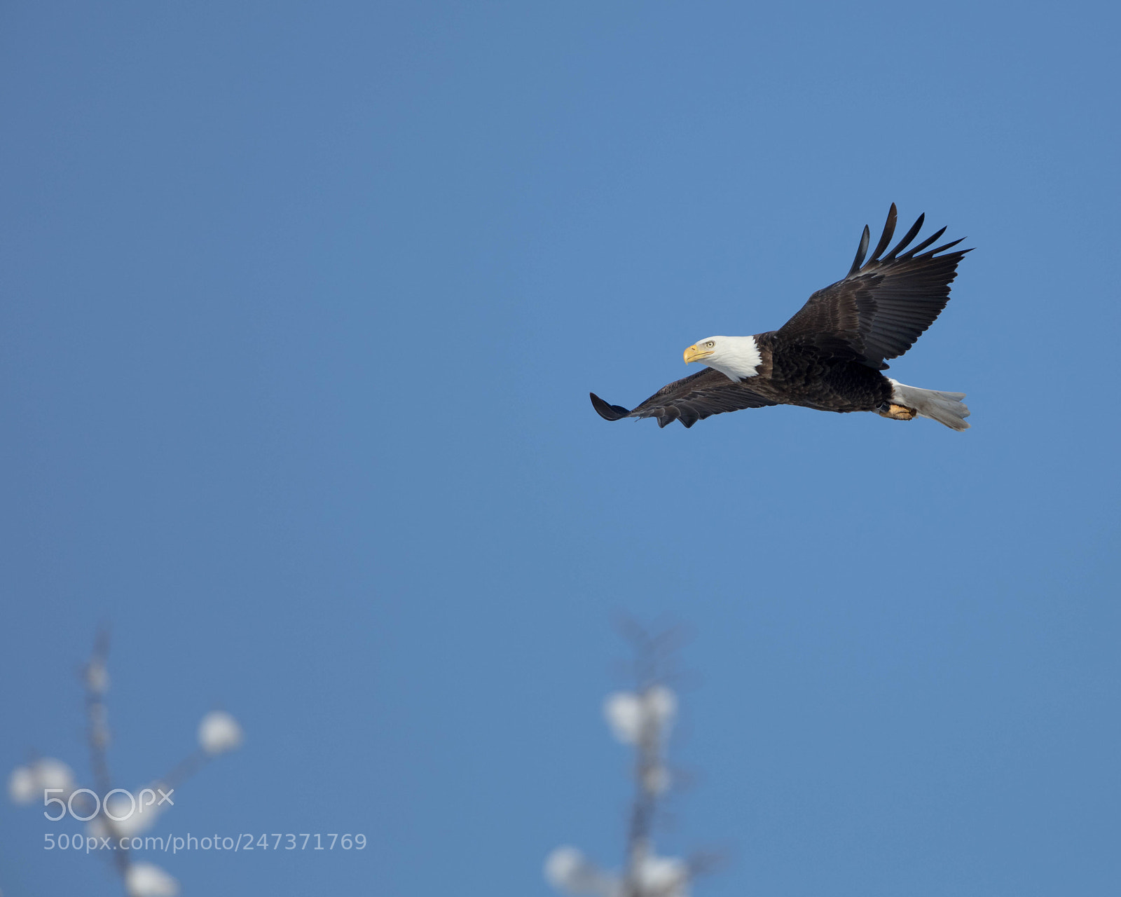 Canon EOS 5DS R sample photo. Eagle gliding over snowy photography