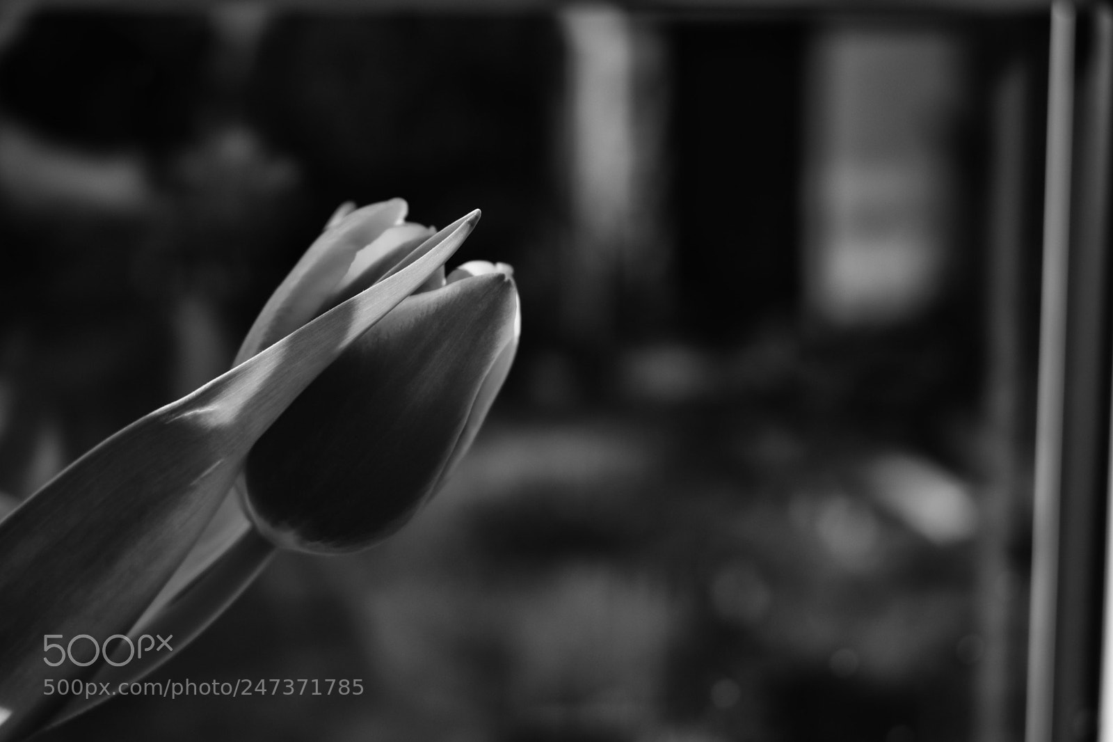 Nikon D3400 sample photo. Flower photography