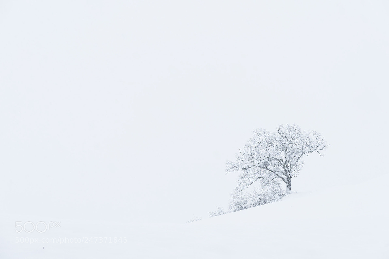Nikon D810 sample photo. White winter photography