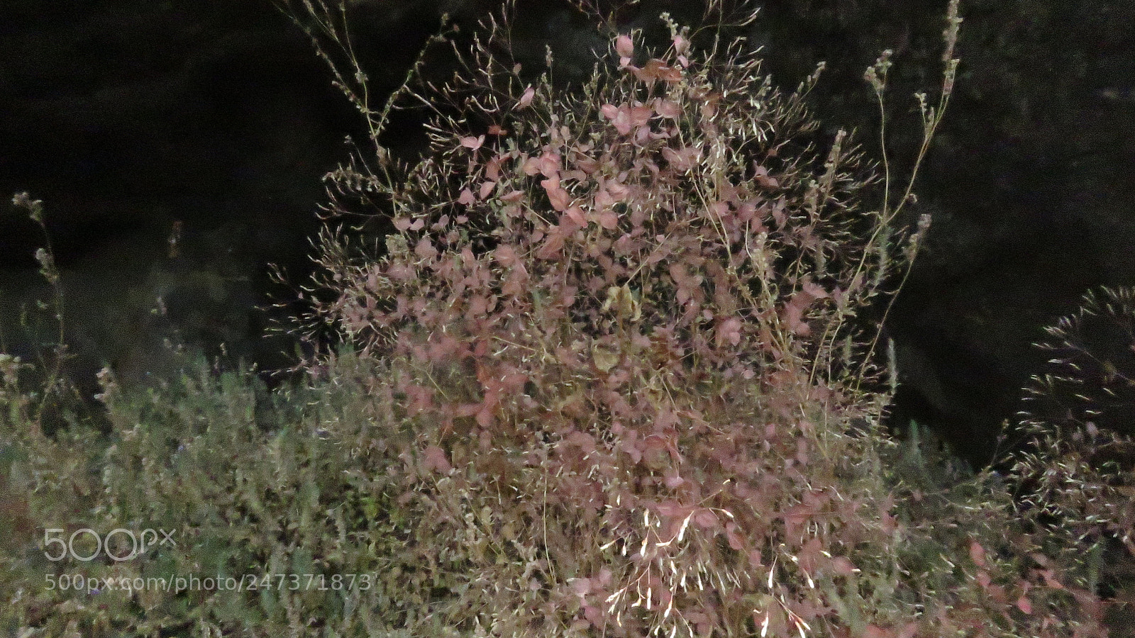 Canon PowerShot SX60 HS sample photo. Flowers in bunch photography