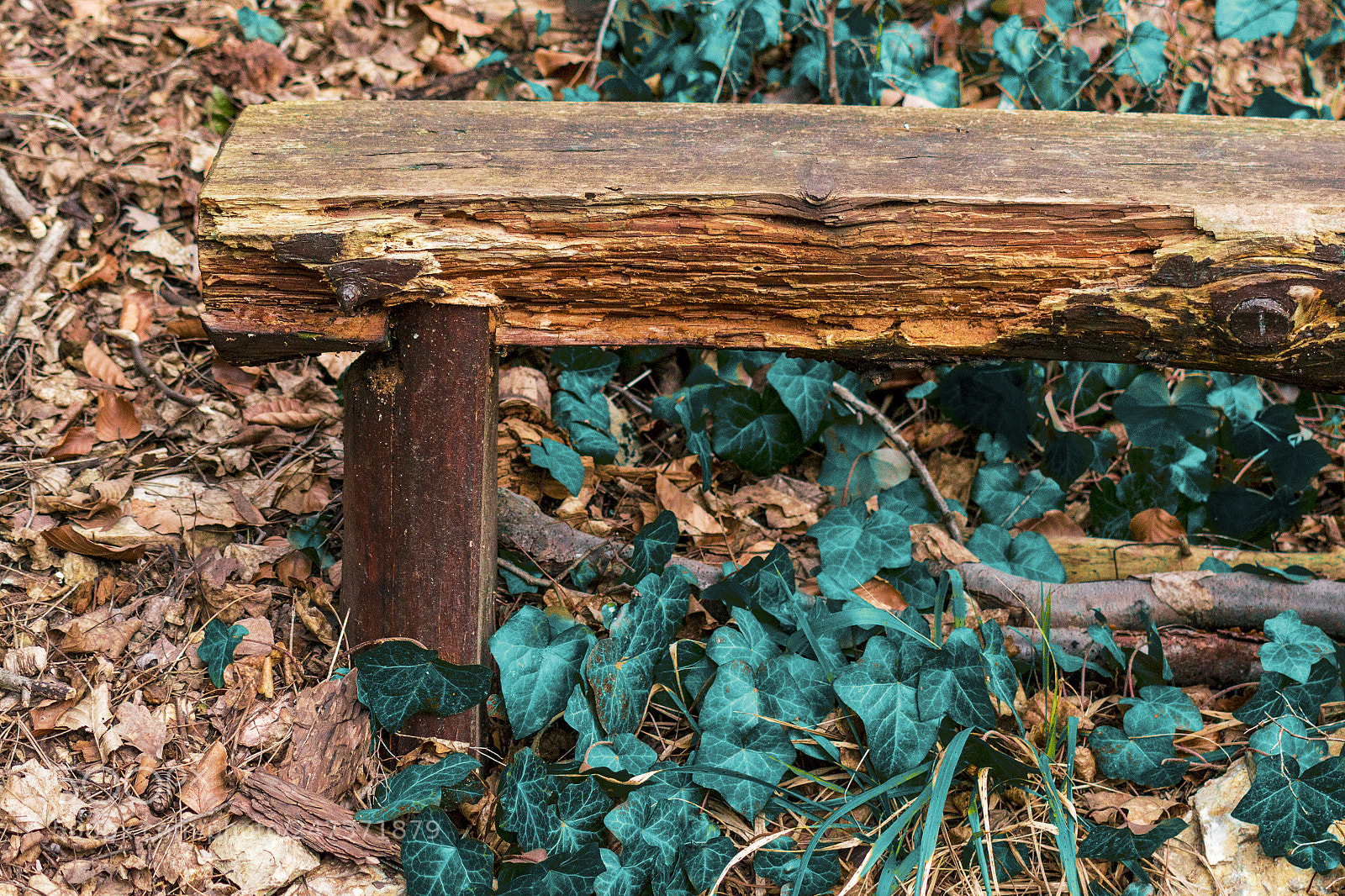 Nikon D3100 sample photo. Bench in the wood photography