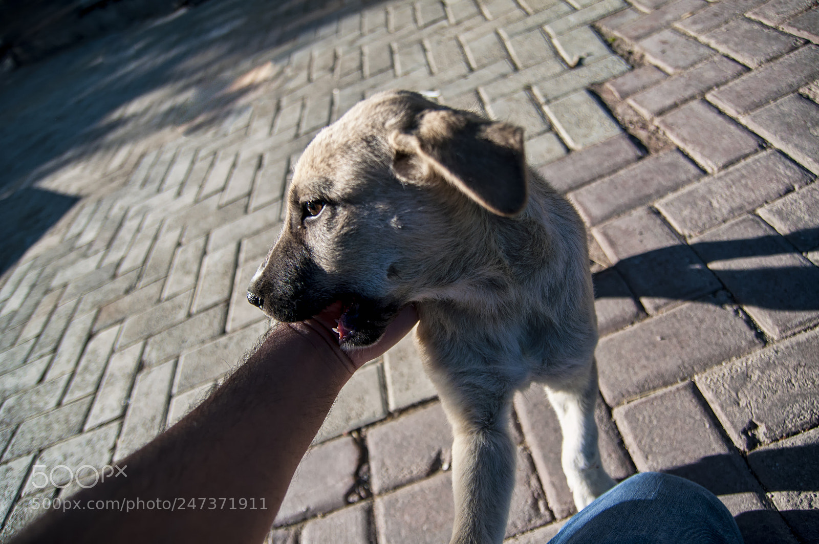 Nikon D90 sample photo. Interspecies communication photography