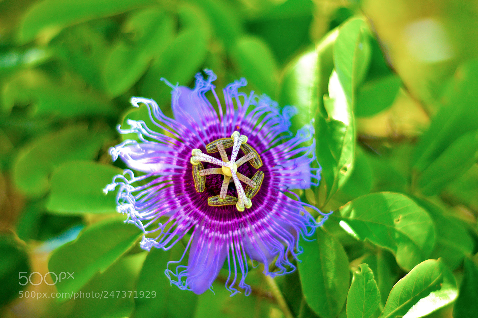 Nikon D3200 sample photo. A flor de maracuj photography