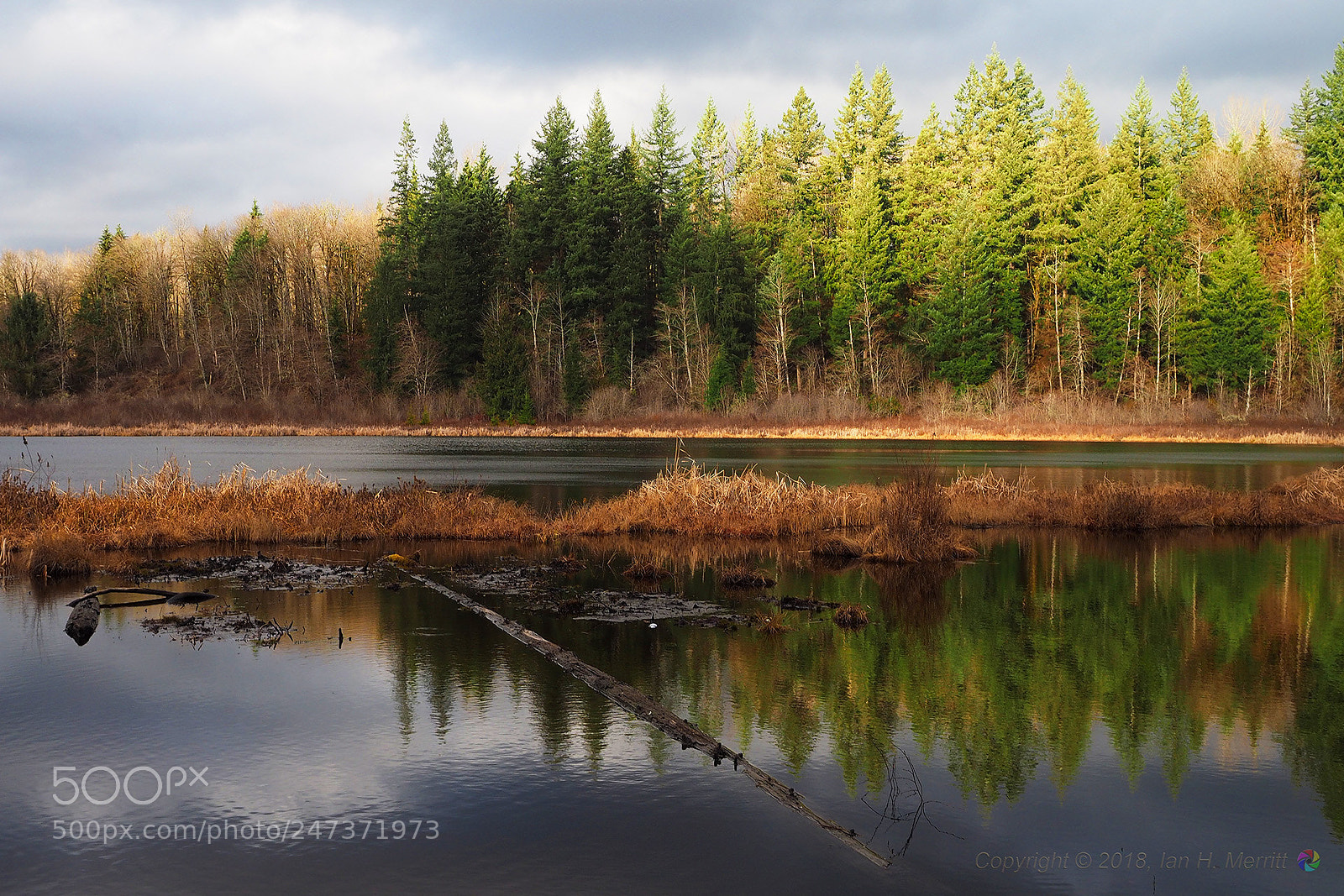 Olympus OM-D E-M1 sample photo. Moss lake photography