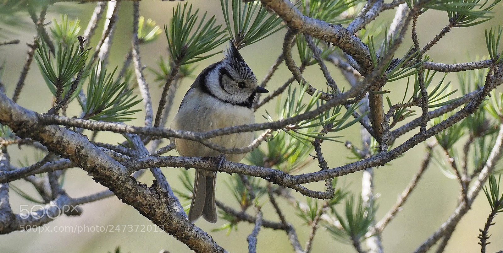 Olympus OM-D E-M1 Mark II sample photo. Crested tit photography