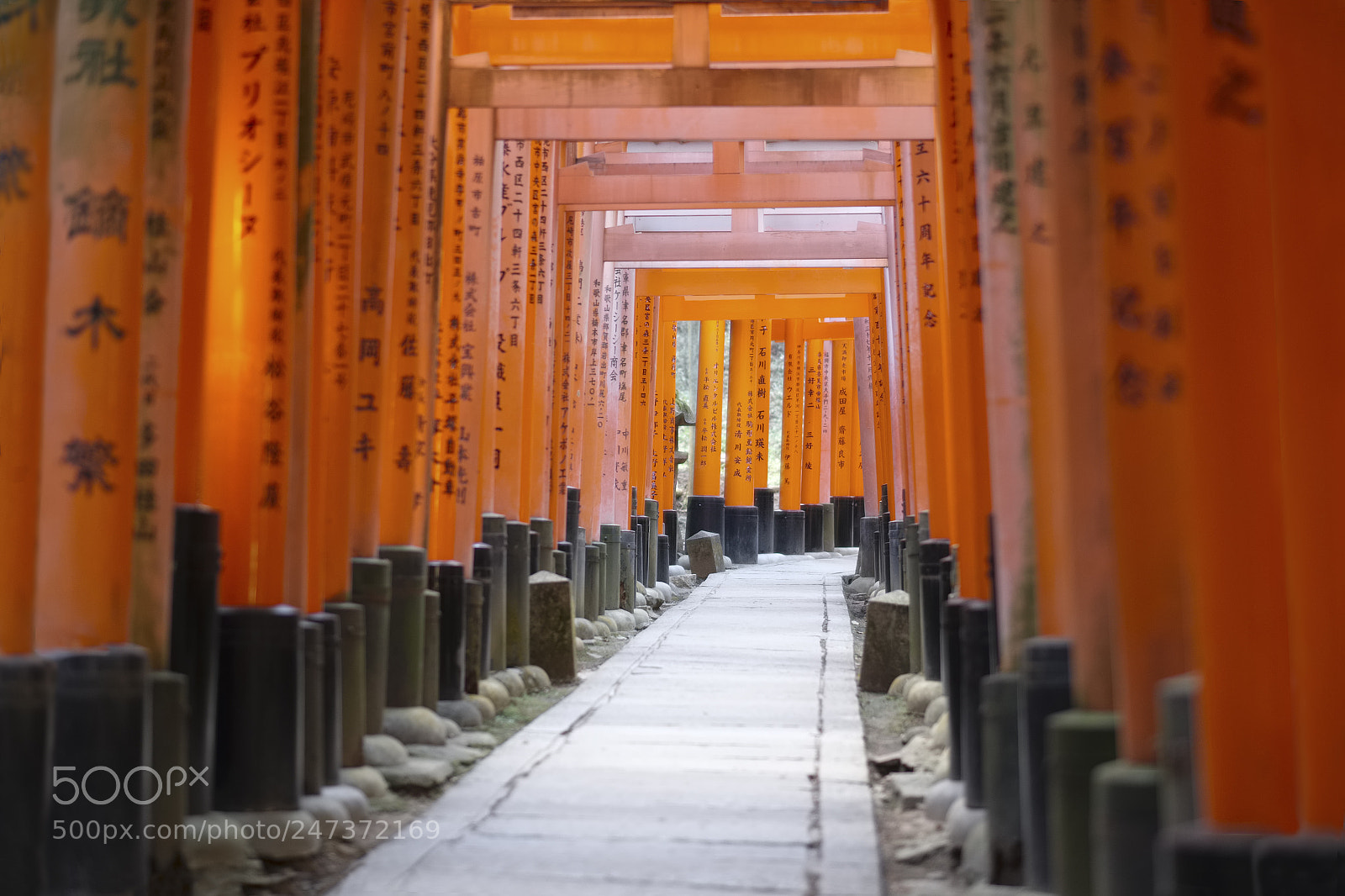 Fujifilm X-T1 sample photo. The walk of 10000 photography