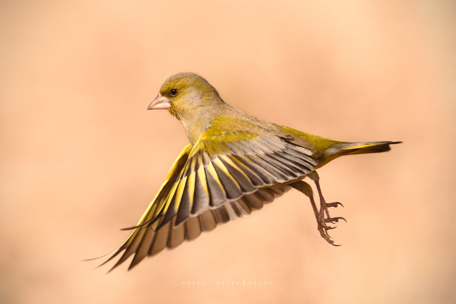 Sigma 150-600mm F5-6.3 DG OS HSM | S sample photo. Carduelis chloris photography