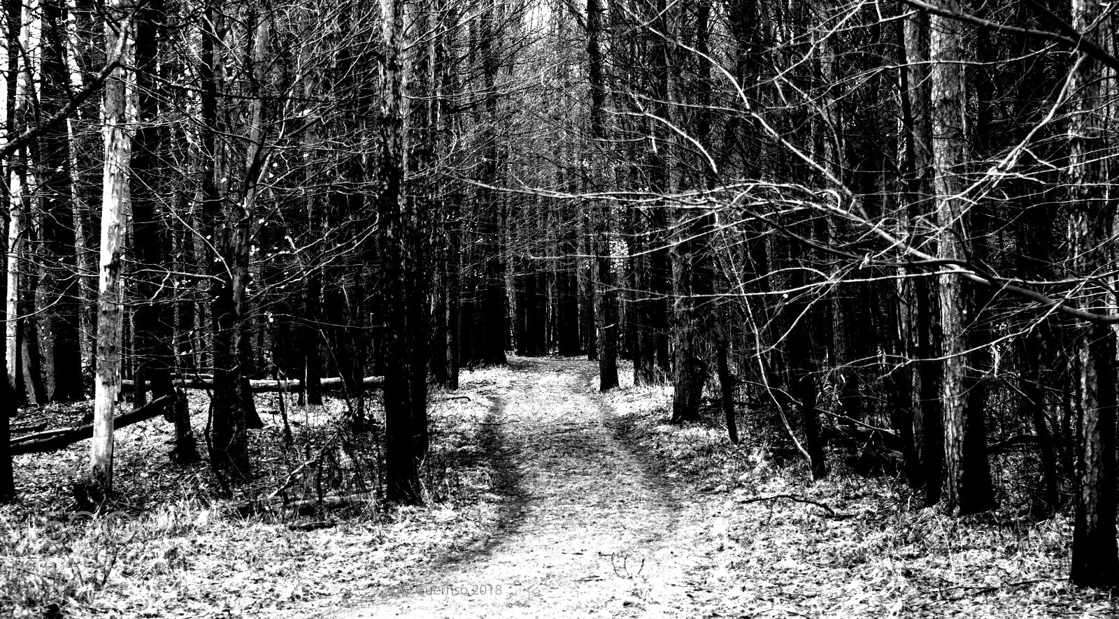 Nikon D500 sample photo. Path in the woods photography