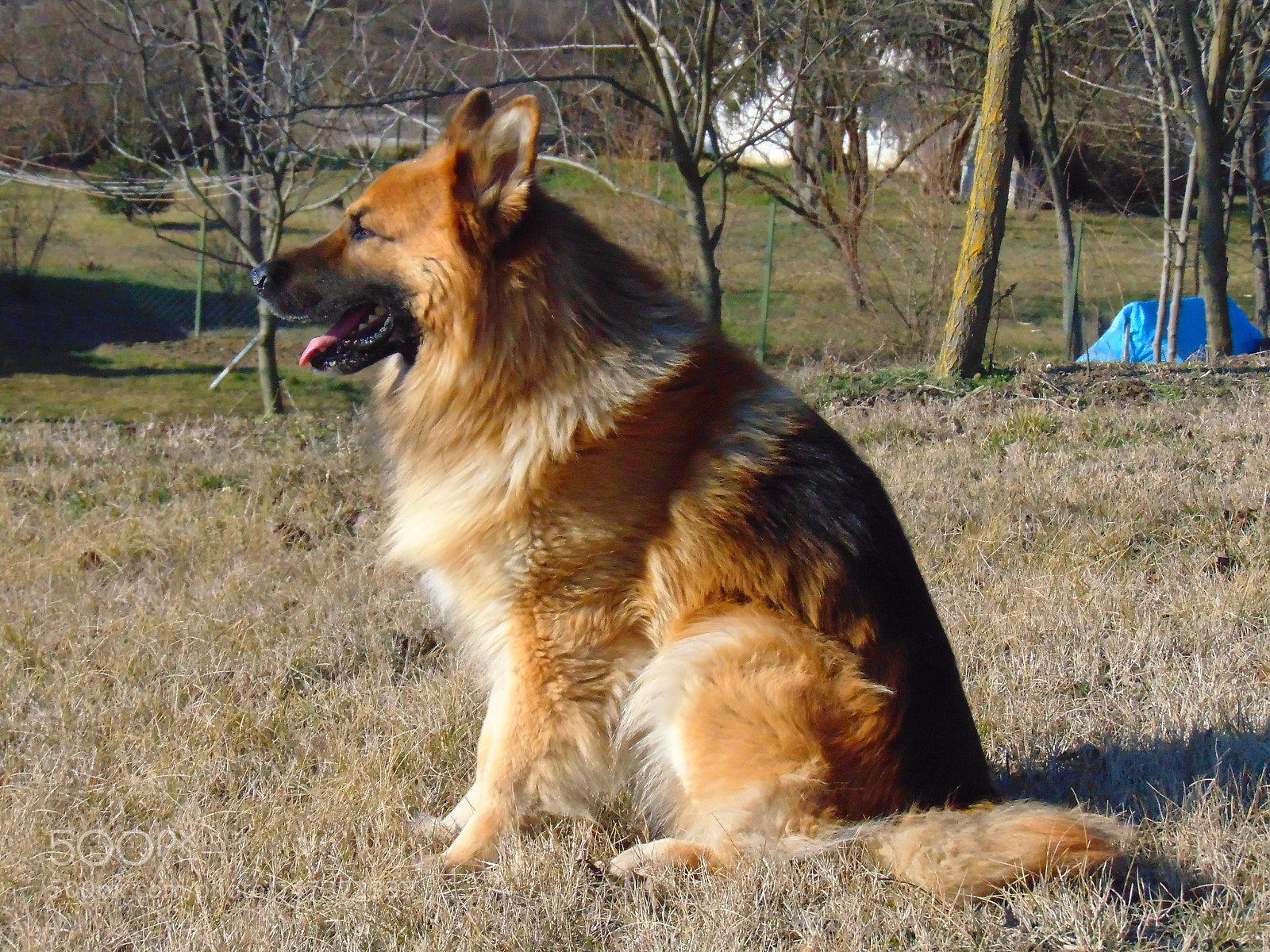 Sony Cyber-shot DSC-H300 sample photo. German shepherd photography