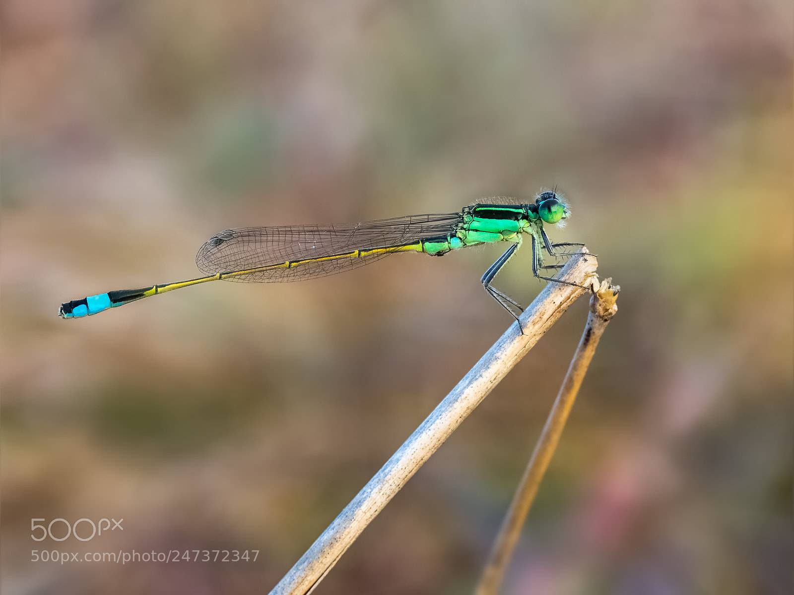 Olympus OM-D E-M1 sample photo. Damselfly photography