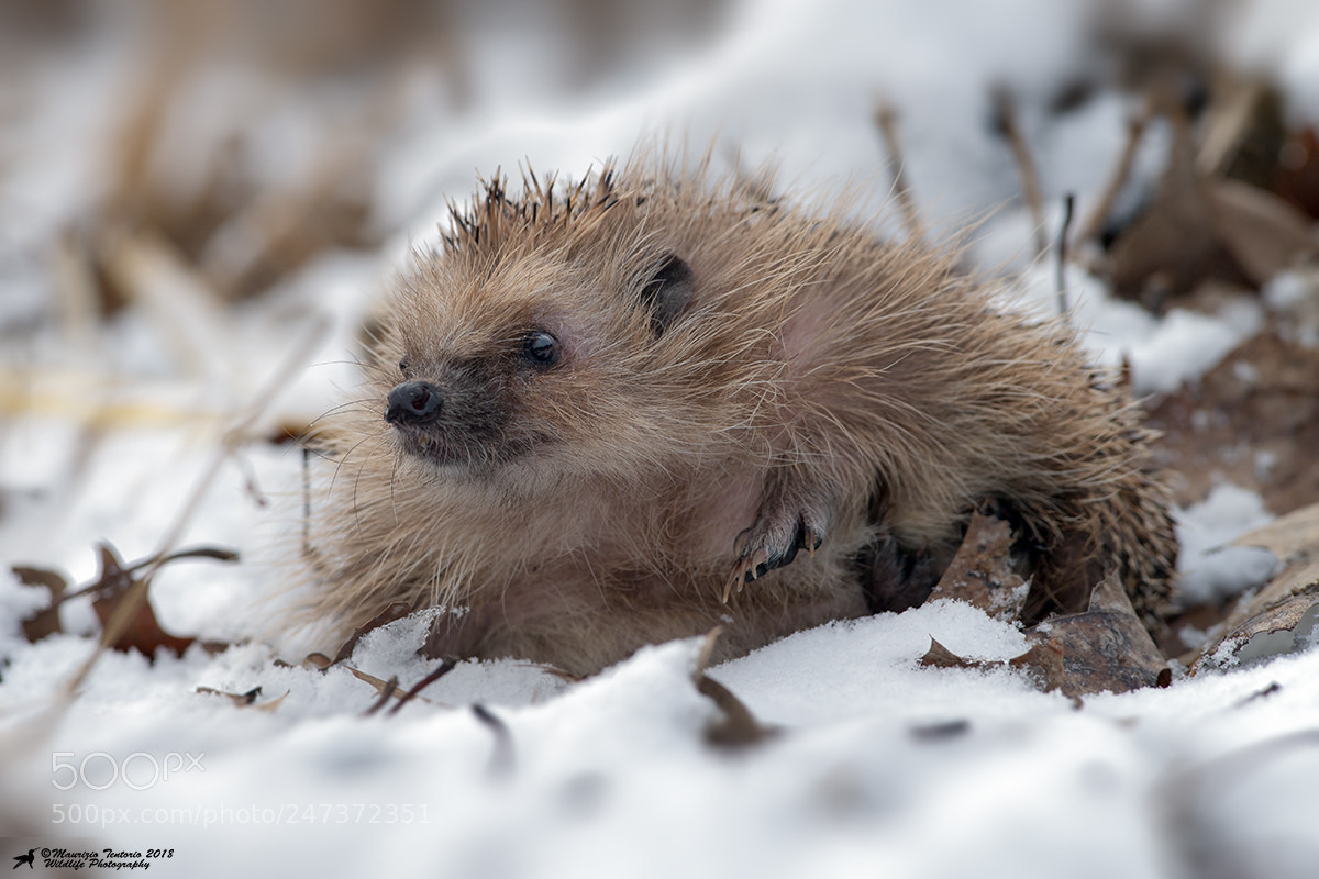 Nikon D5 sample photo. Riccio erinaceus europaeus photography