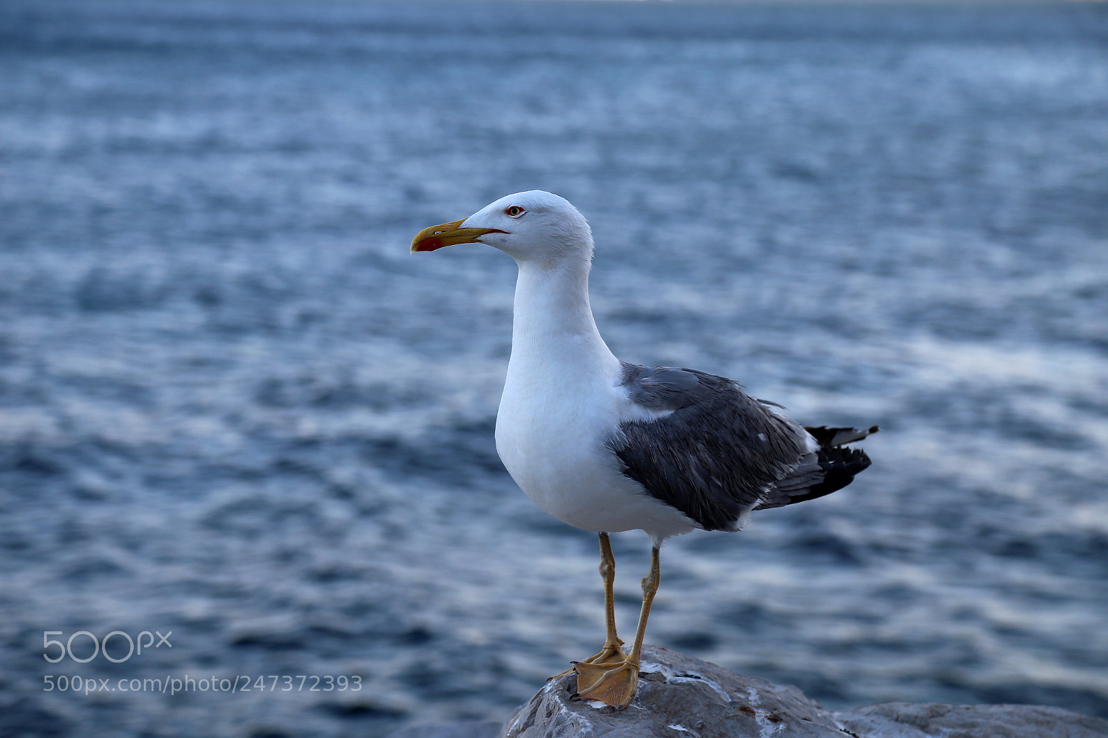 Canon EOS 6D + Canon EF 24-105mm F4L IS USM sample photo. Seagull 10 photography