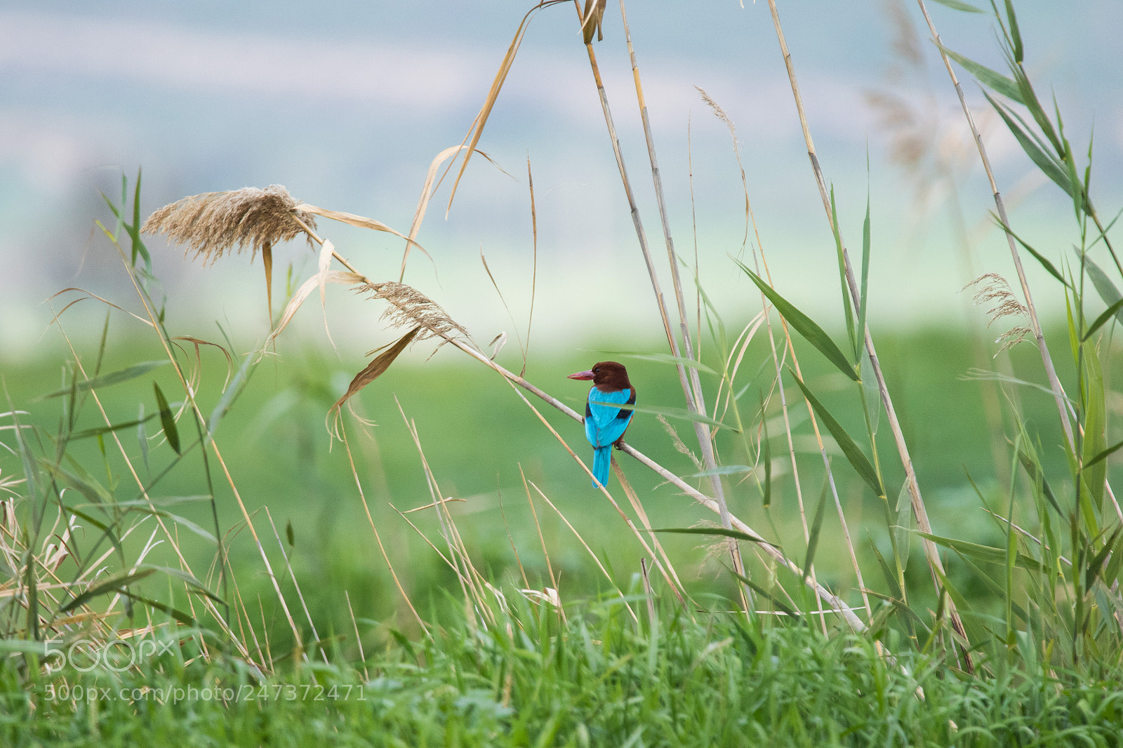 Canon EOS 7D Mark II sample photo. Kingfisher photography