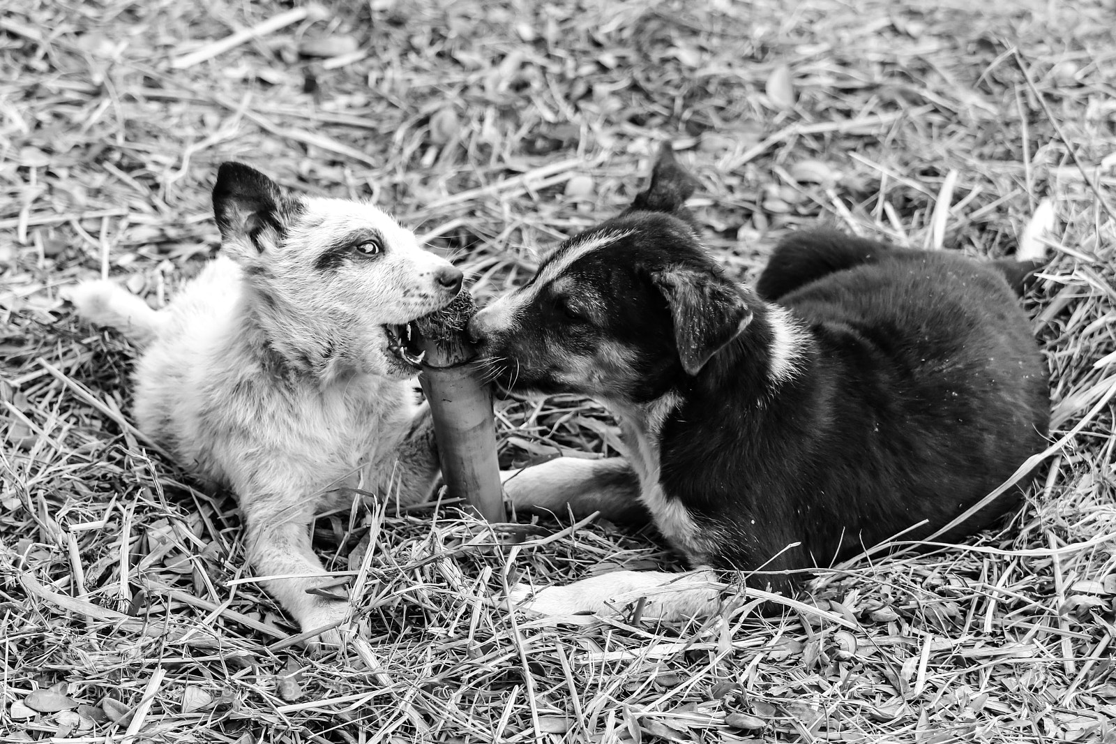 Canon EOS 750D (EOS Rebel T6i / EOS Kiss X8i) sample photo. Child dogs photography