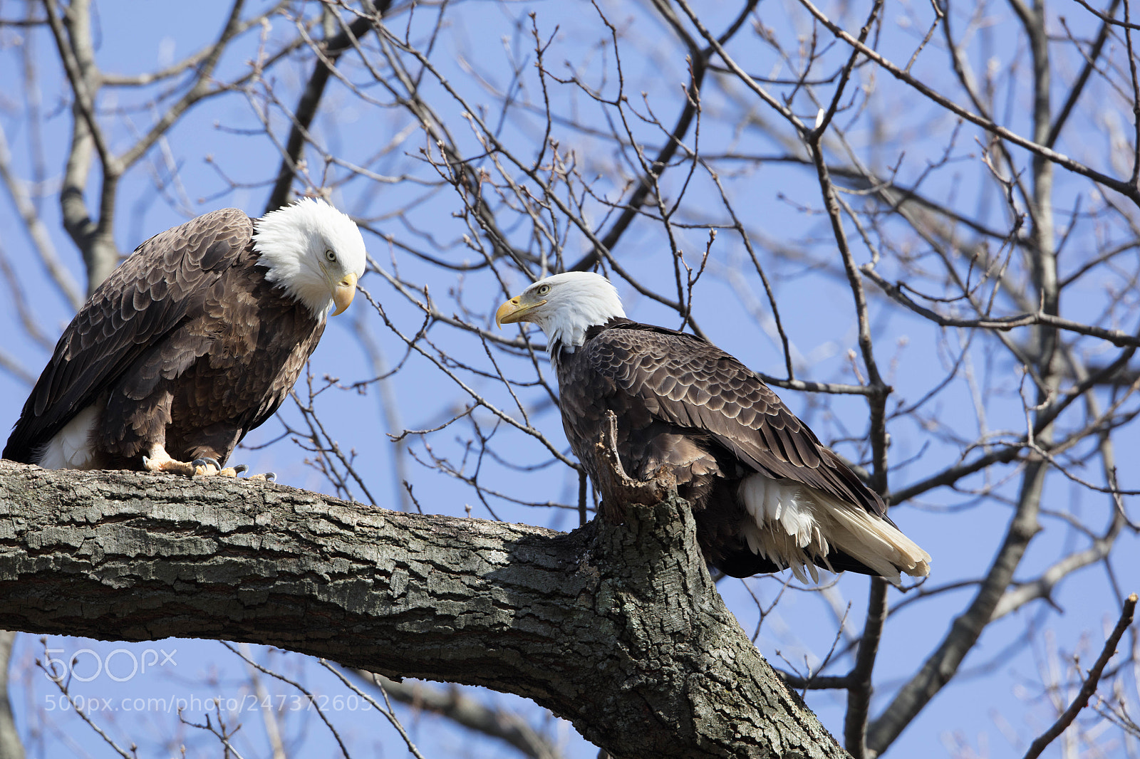 Canon EOS 5DS R sample photo. Lovebirds, eagles in mating photography