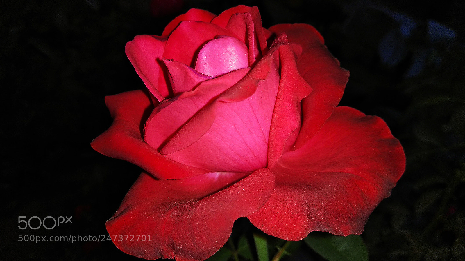 Xiaomi Redmi Note 4 sample photo. Rose photography