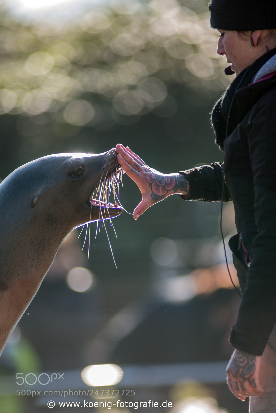 Nikon D800 sample photo. Sea ​​lion show photography