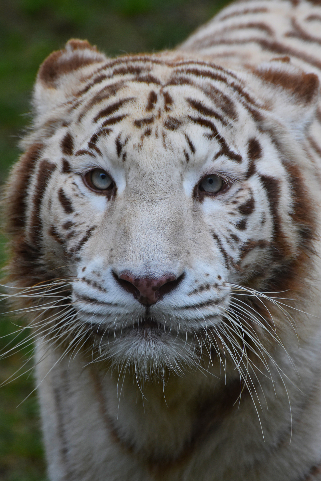 Nikon D3400 sample photo. White tiger photography