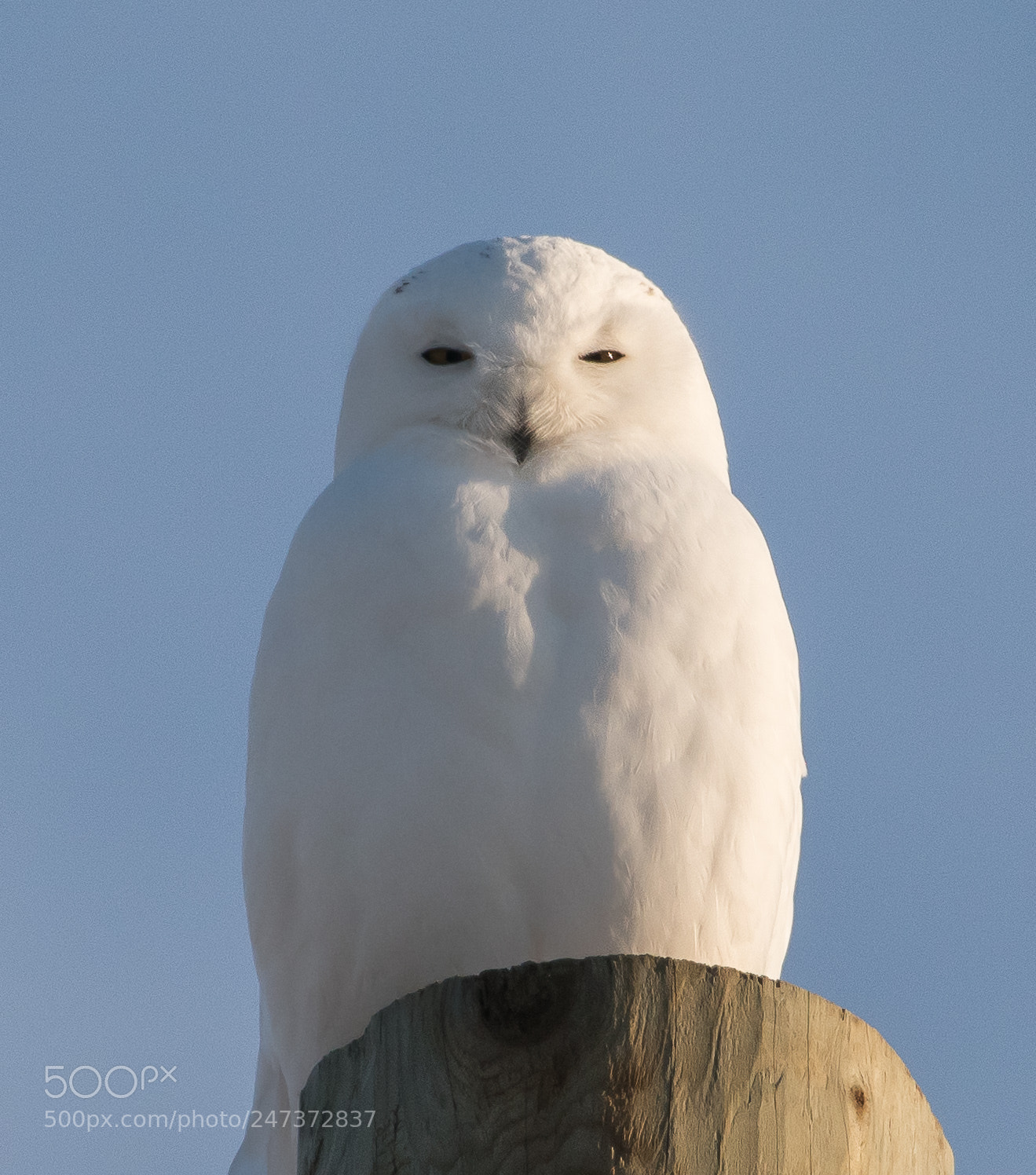 Nikon D810 sample photo. Stately photography