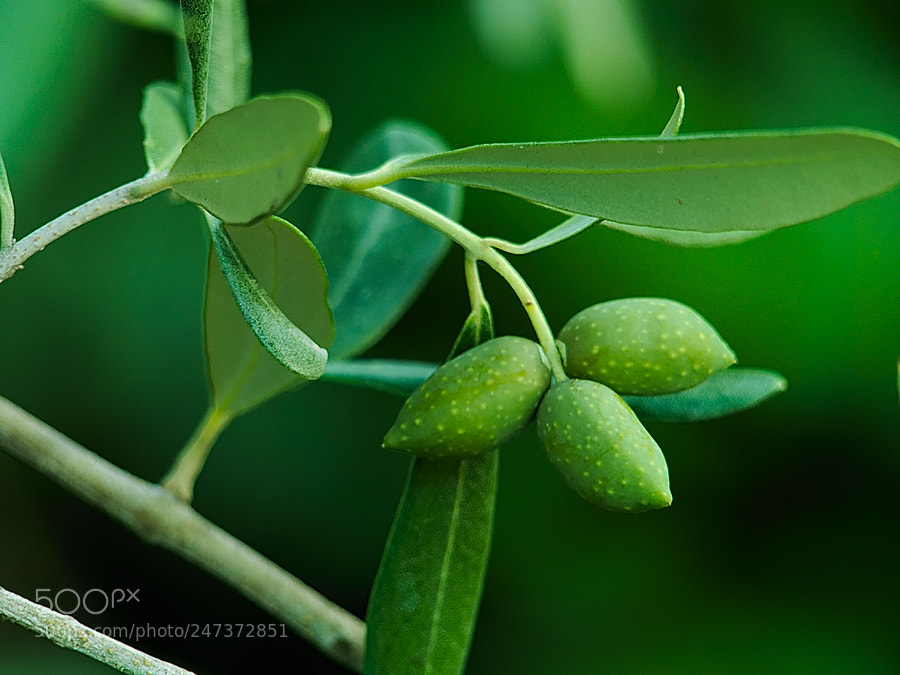 Panasonic Lumix DMC-FZ200 sample photo. Olives photography