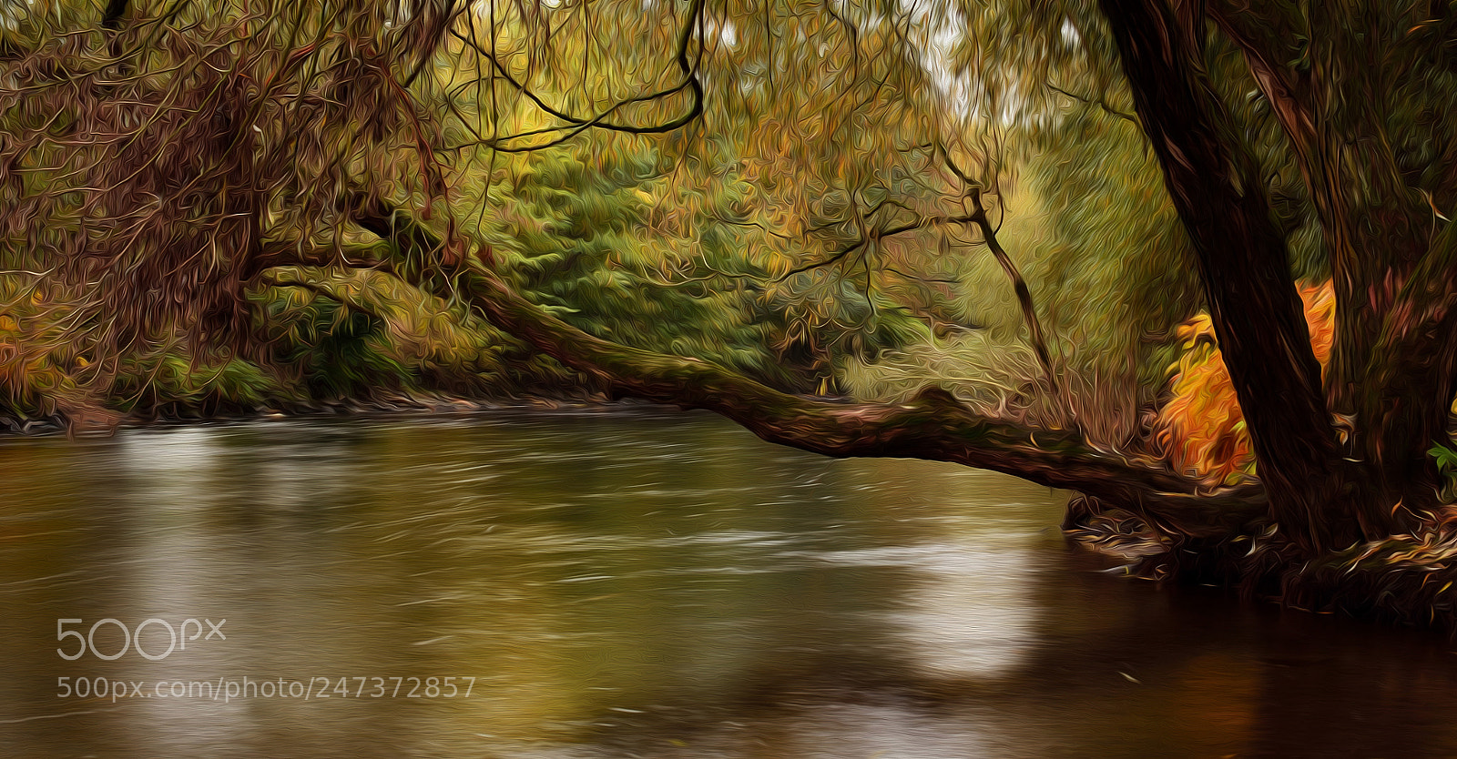 Nikon D5100 sample photo. The forest photography