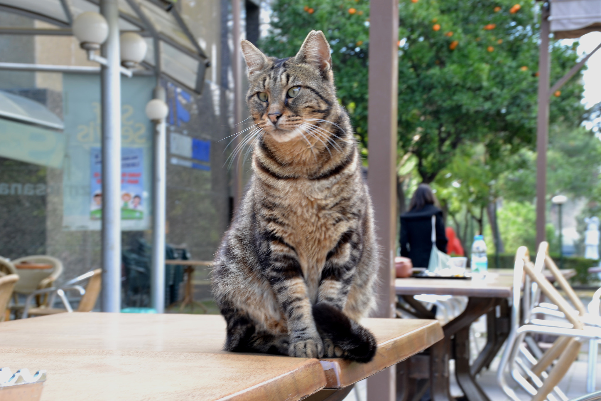 Nikon D3100 sample photo. King of the table photography