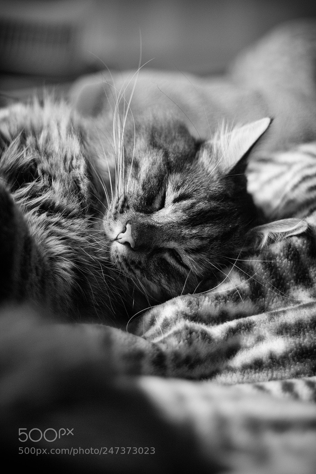 Canon EOS 60D sample photo. Sleeping cat photography