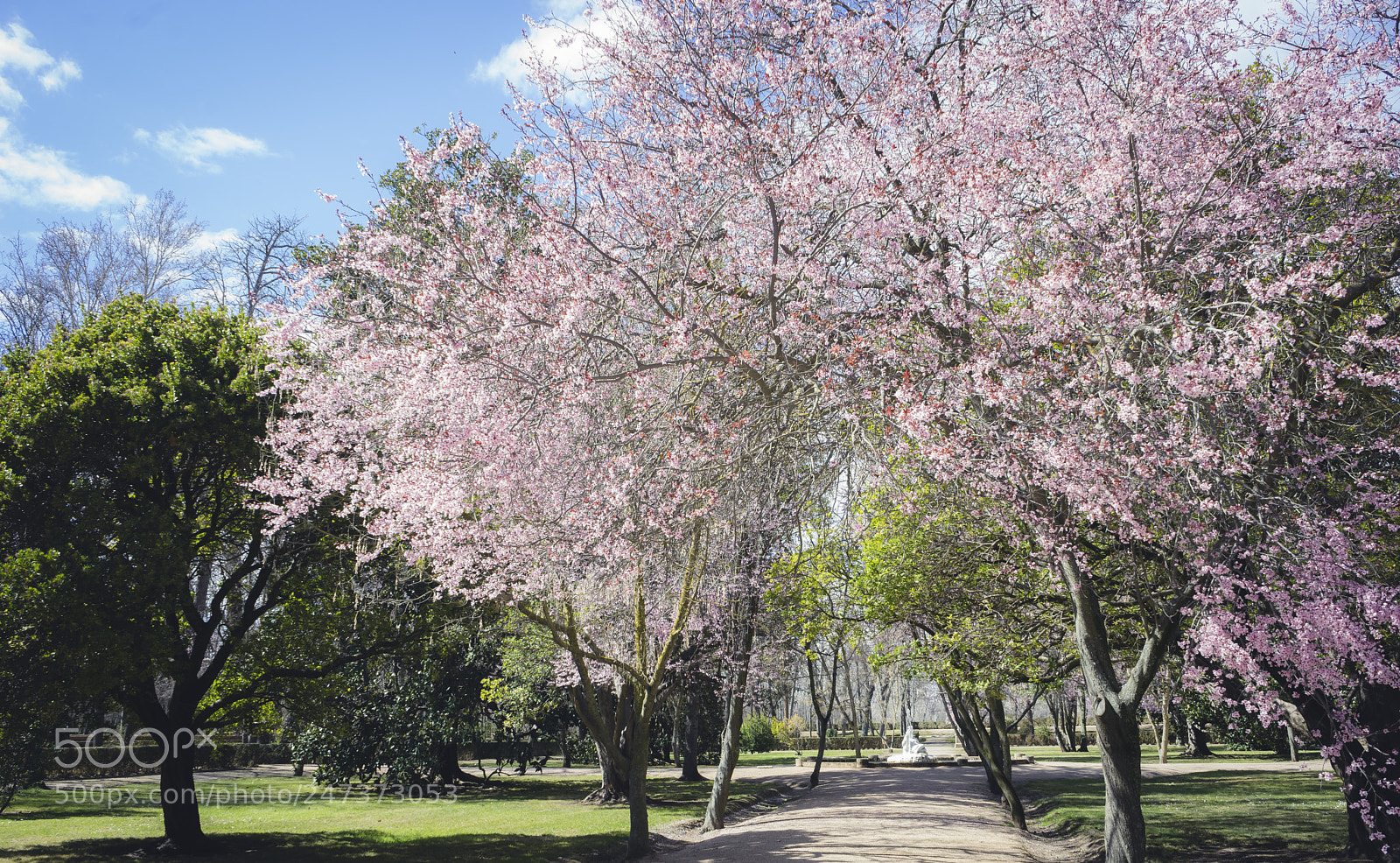 Sony a7 sample photo. Cherry blossoms, gardens of photography