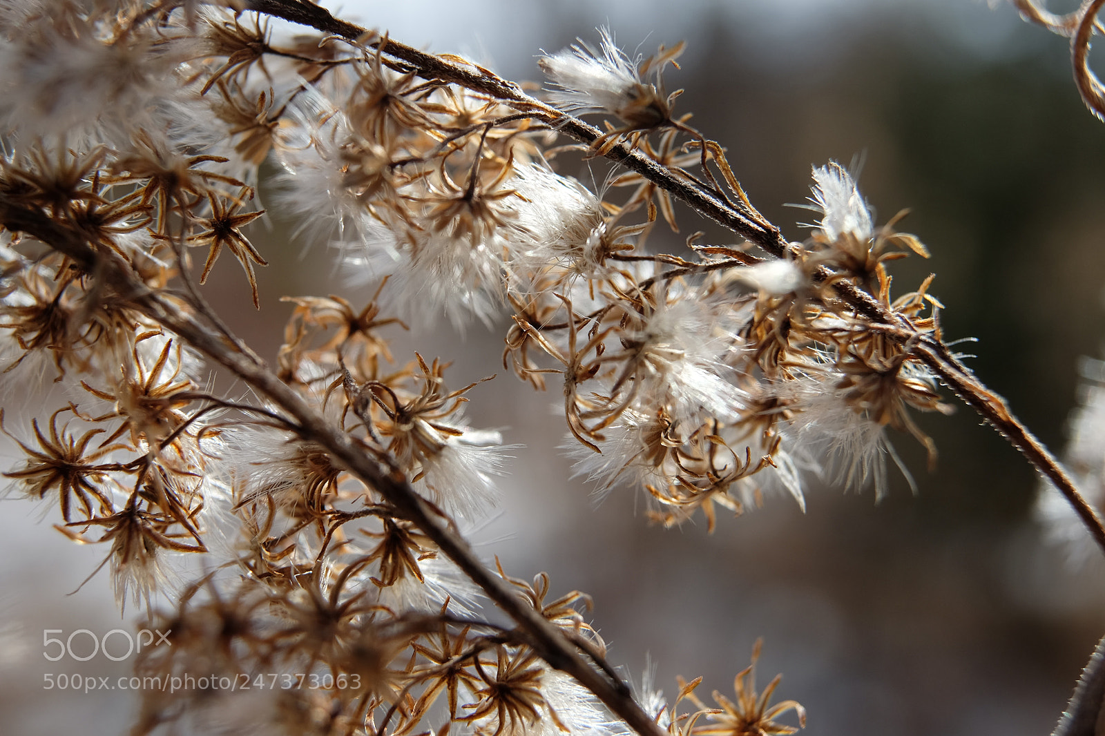 Fujifilm X-T10 sample photo. Winter goldenrod photography