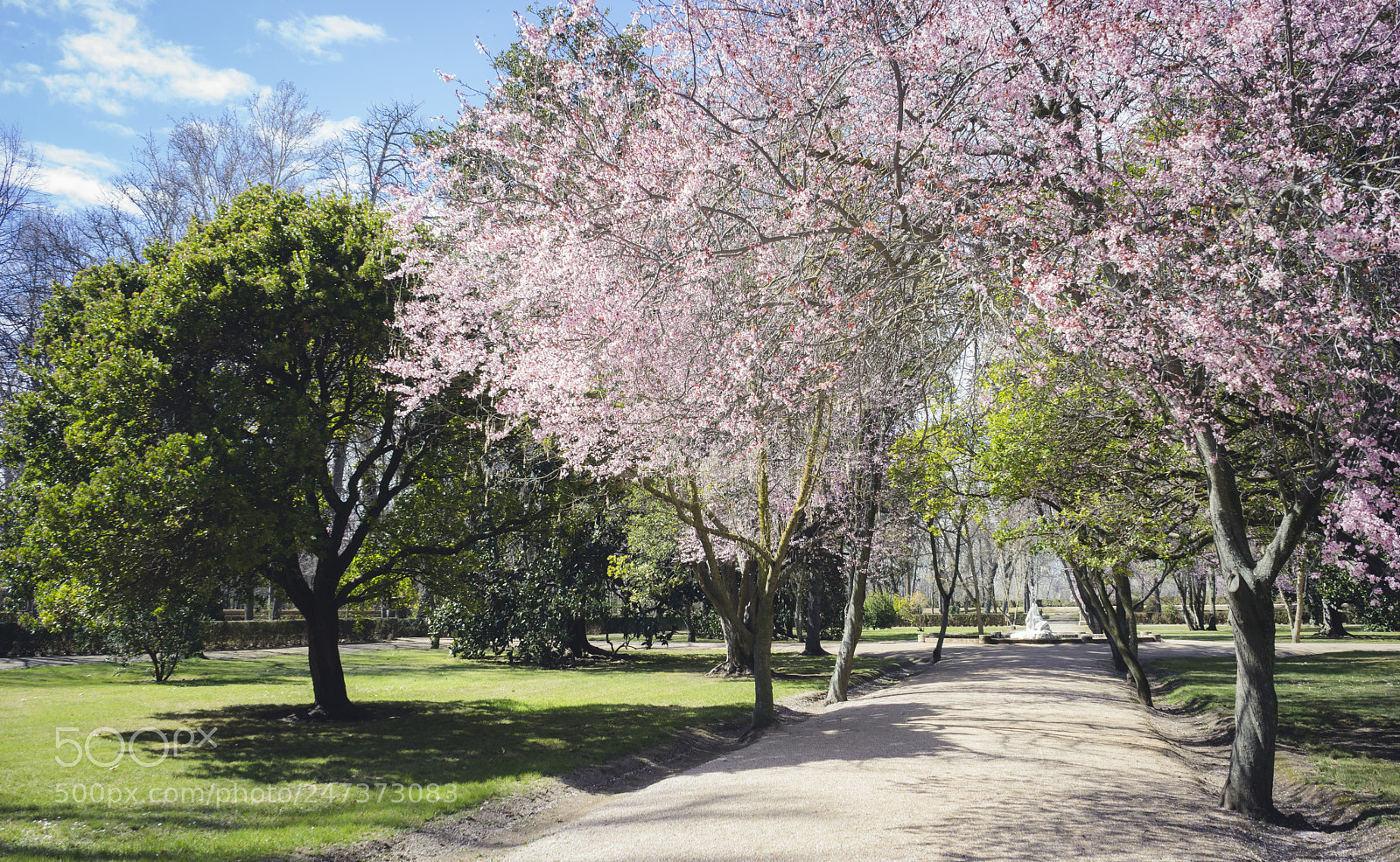 Sony a7 sample photo. Cherry blossoms, gardens of photography
