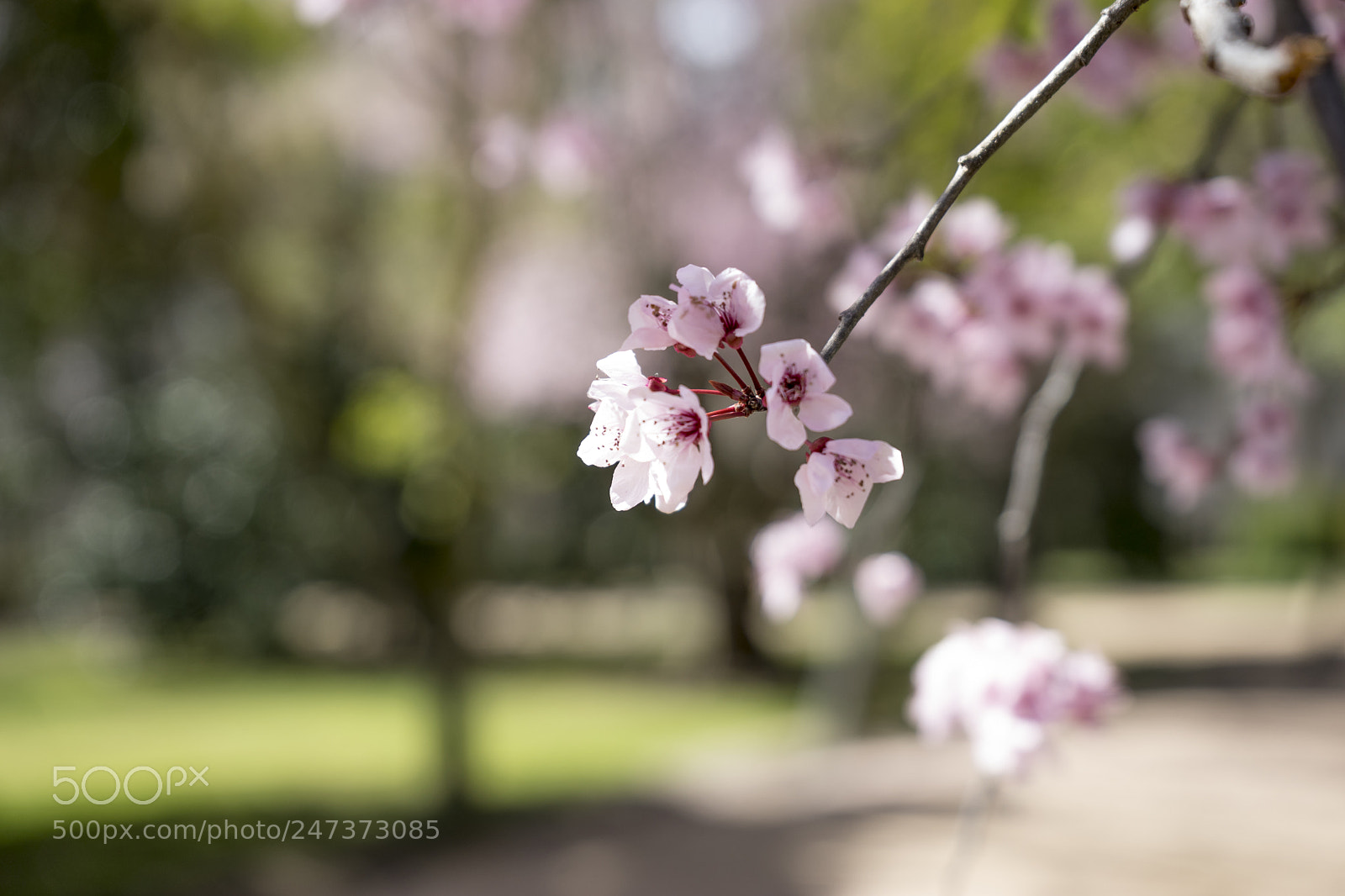 Sony a7 sample photo. Spring, details of cherry photography