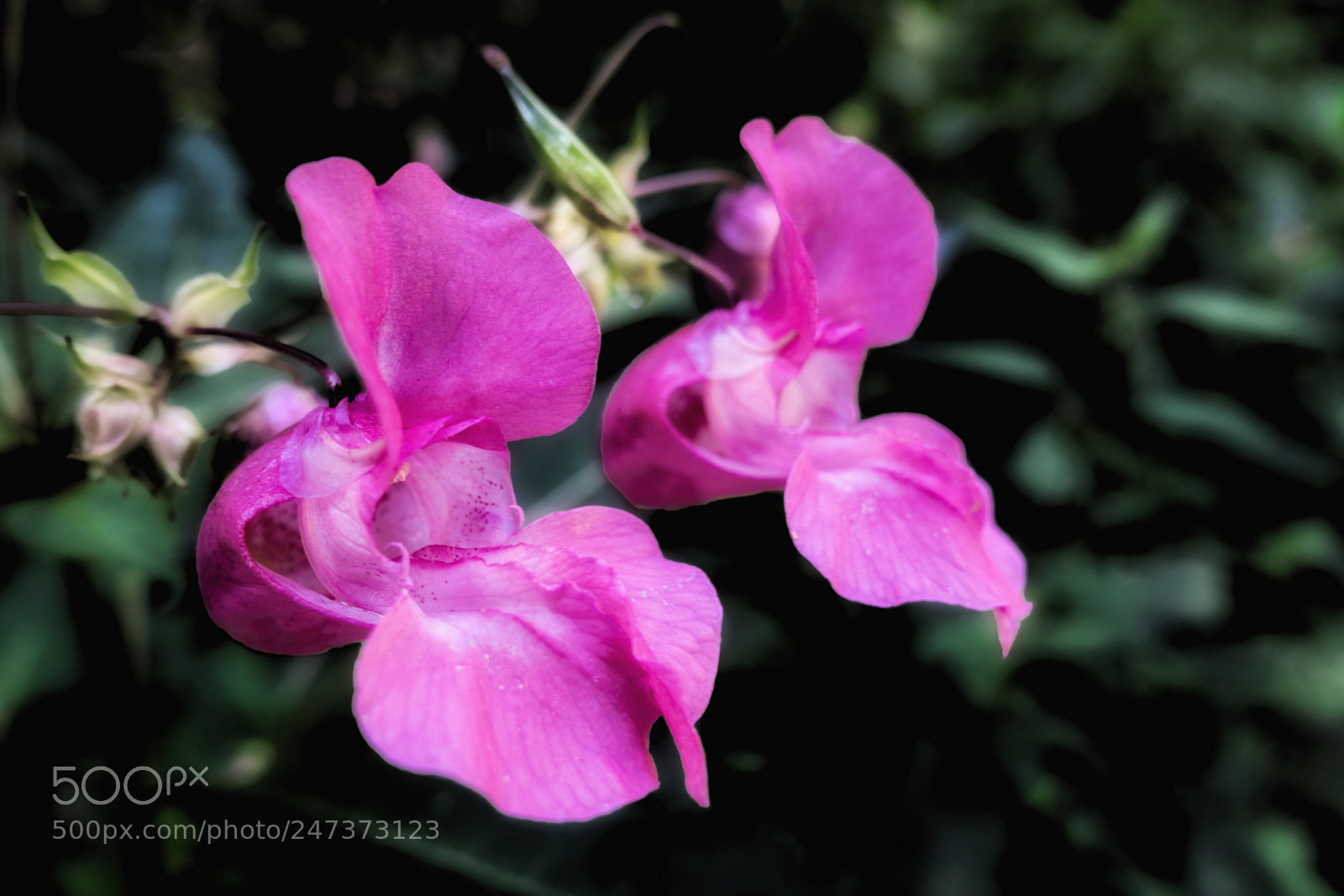 Sony Cyber-shot DSC-RX100 III sample photo. ... chorprobe ... photography