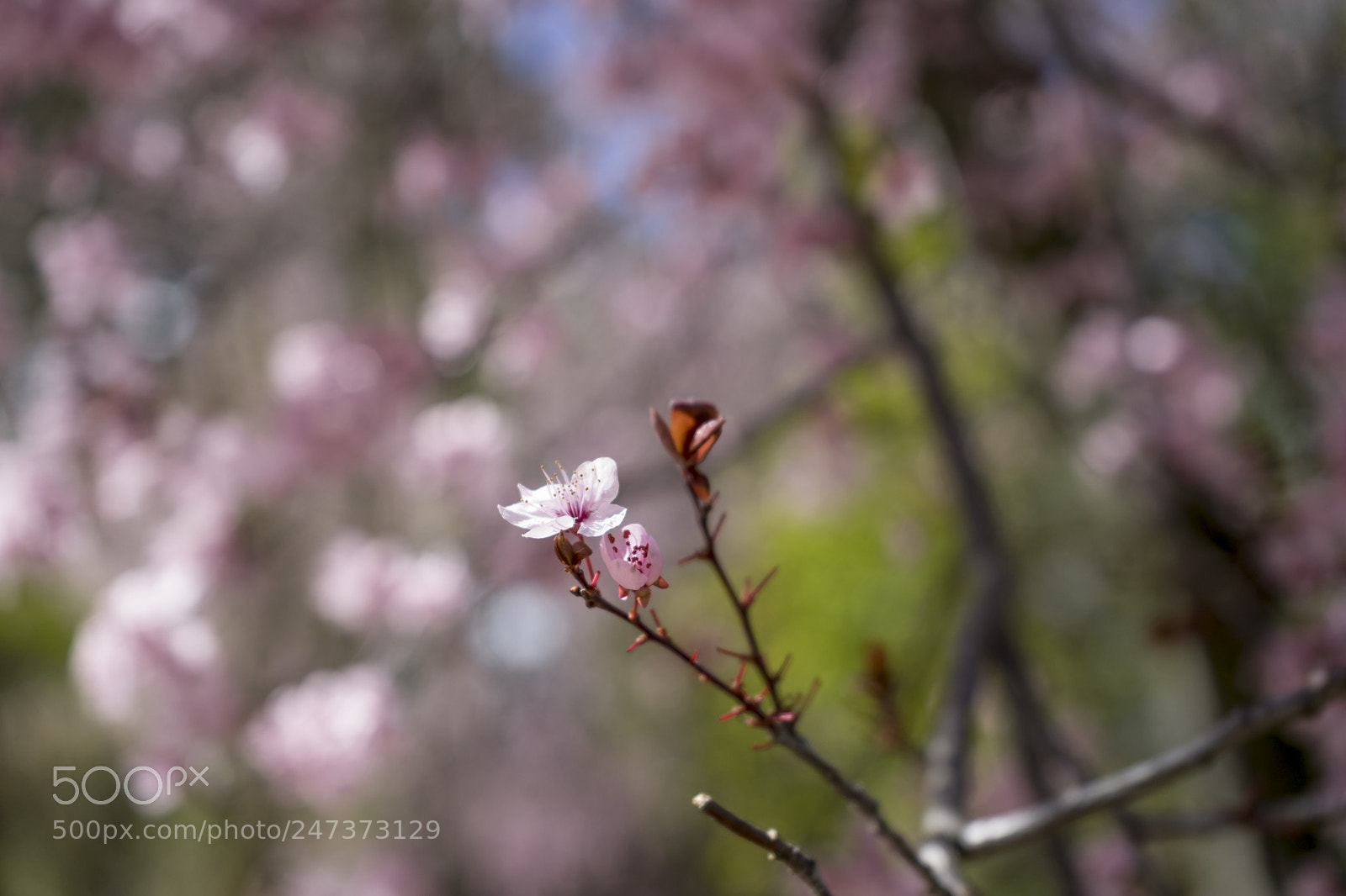 Sony a7 sample photo. Garden spring, details of photography