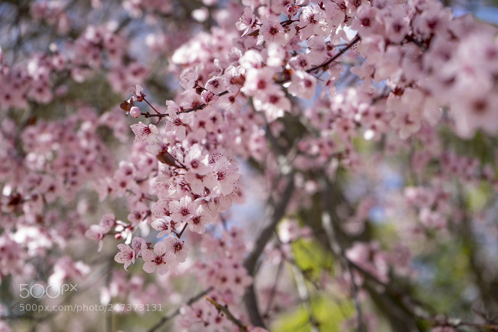 Sony a7 sample photo. Botanical, spring, details of photography