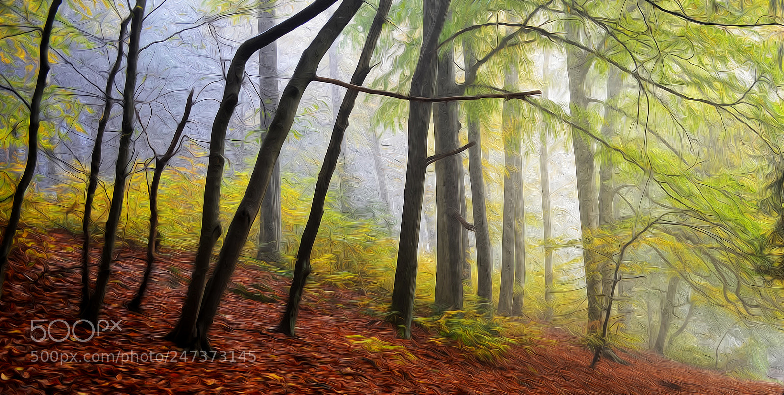 Nikon D5100 sample photo. The forest photography