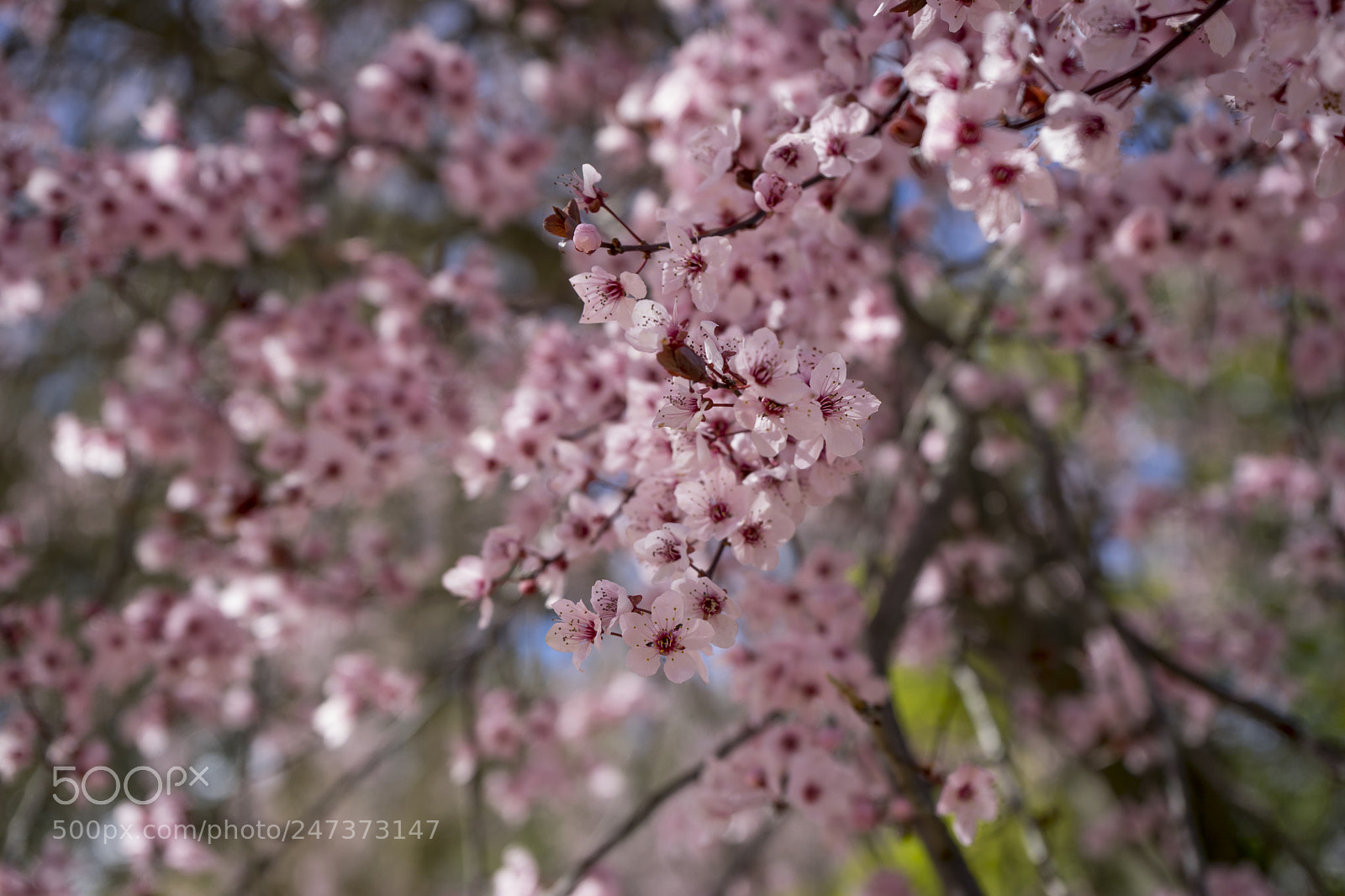 Sony a7 sample photo. Freshness, spring, details of photography